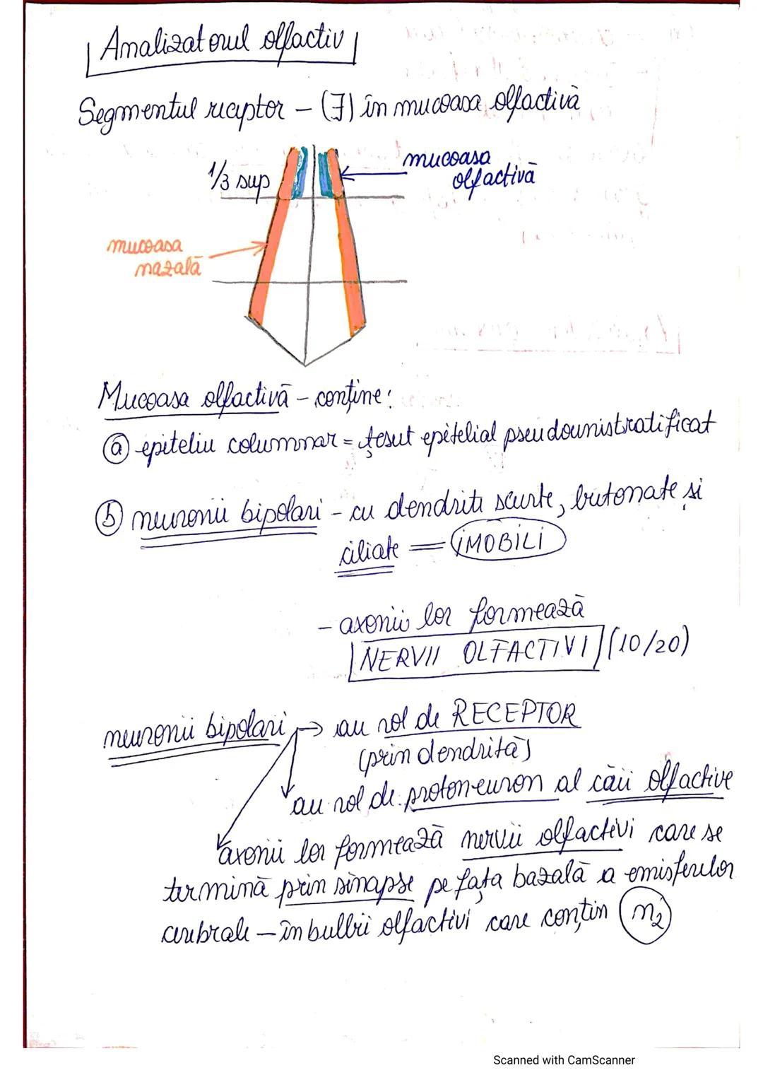 # ANALIZATORUL CUTANAT
✓
(Pielea (Tegumentul))
EPIDERM
DERM
HIPODERM
FIBRE
NERVOASE
FOLICUL
PILOS
FIR DE PĂR
GLANDA SEBACEE
VAS LIMFATIC