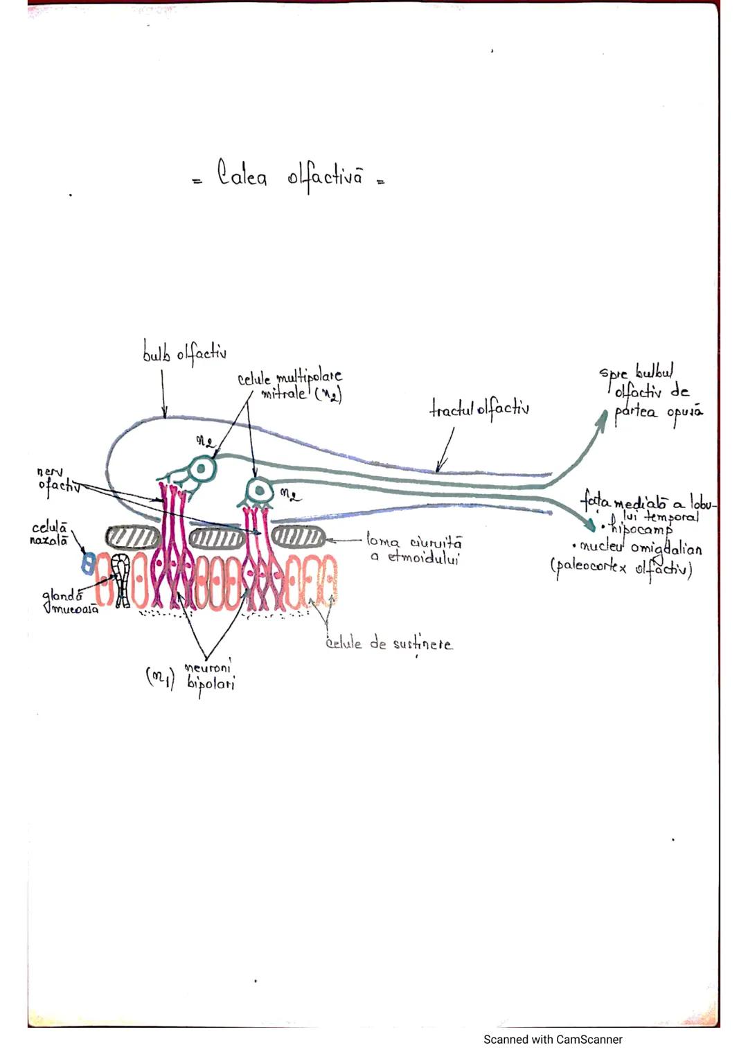 # ANALIZATORUL CUTANAT
✓
(Pielea (Tegumentul))
EPIDERM
DERM
HIPODERM
FIBRE
NERVOASE
FOLICUL
PILOS
FIR DE PĂR
GLANDA SEBACEE
VAS LIMFATIC