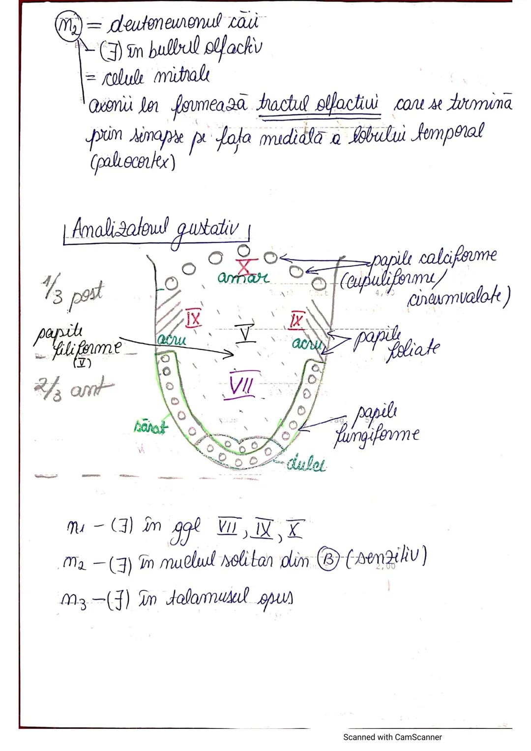 # ANALIZATORUL CUTANAT
✓
(Pielea (Tegumentul))
EPIDERM
DERM
HIPODERM
FIBRE
NERVOASE
FOLICUL
PILOS
FIR DE PĂR
GLANDA SEBACEE
VAS LIMFATIC