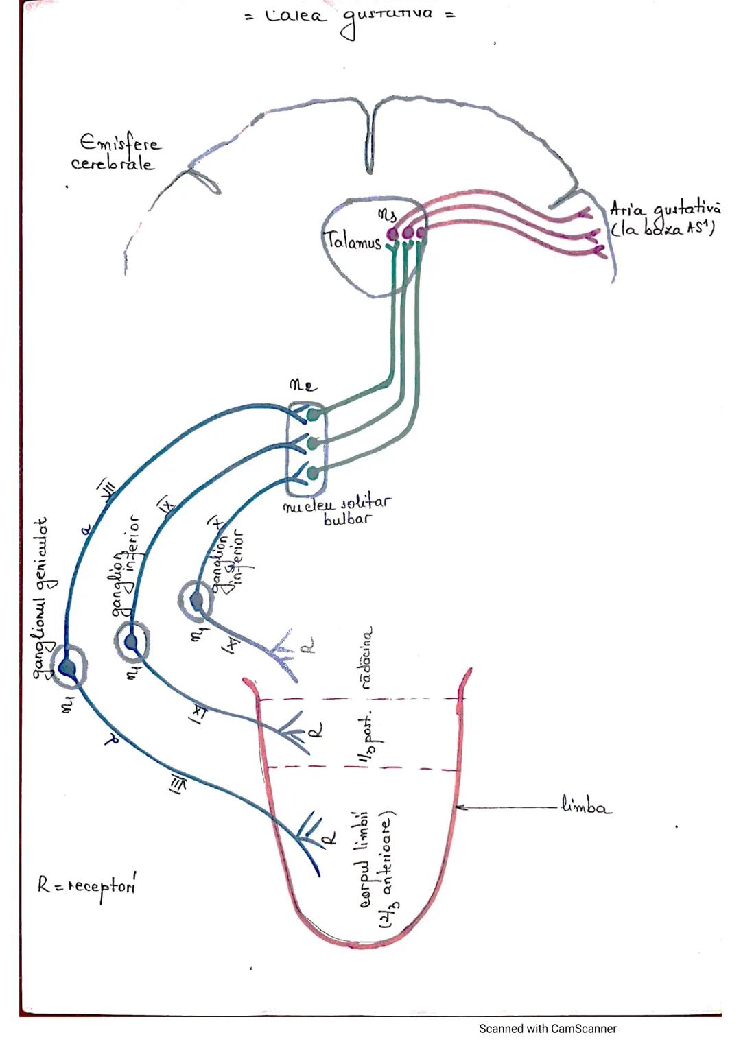 # ANALIZATORUL CUTANAT
✓
(Pielea (Tegumentul))
EPIDERM
DERM
HIPODERM
FIBRE
NERVOASE
FOLICUL
PILOS
FIR DE PĂR
GLANDA SEBACEE
VAS LIMFATIC