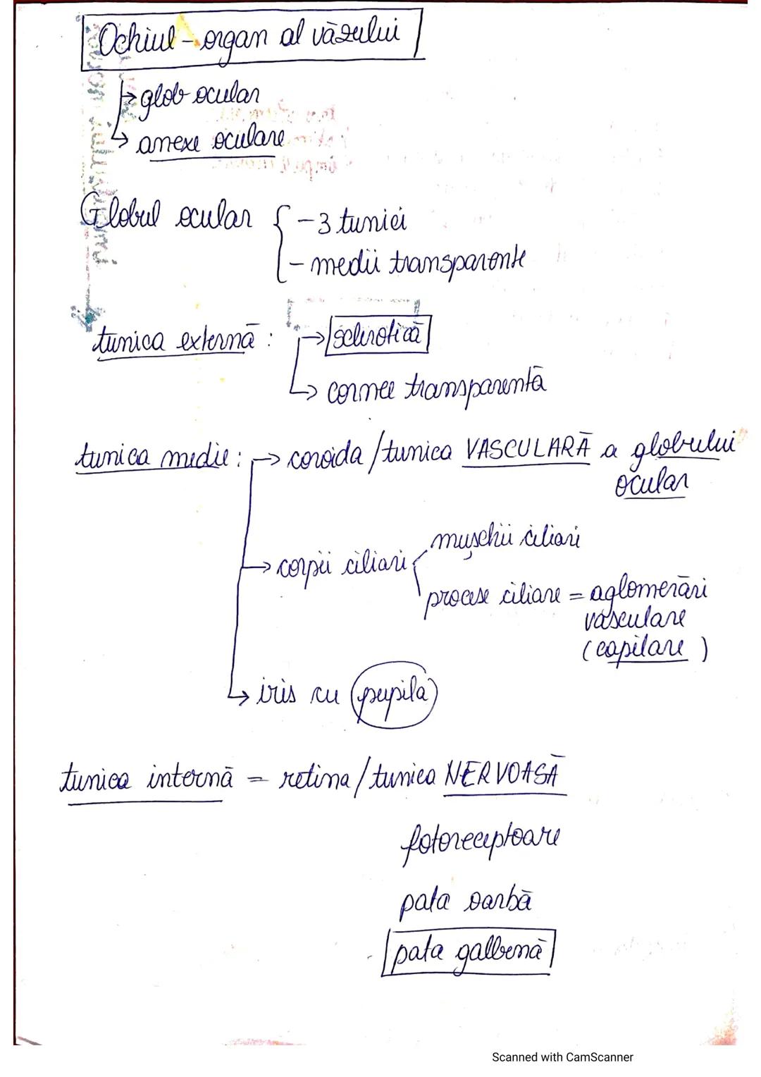 # ANALIZATORUL CUTANAT
✓
(Pielea (Tegumentul))
EPIDERM
DERM
HIPODERM
FIBRE
NERVOASE
FOLICUL
PILOS
FIR DE PĂR
GLANDA SEBACEE
VAS LIMFATIC