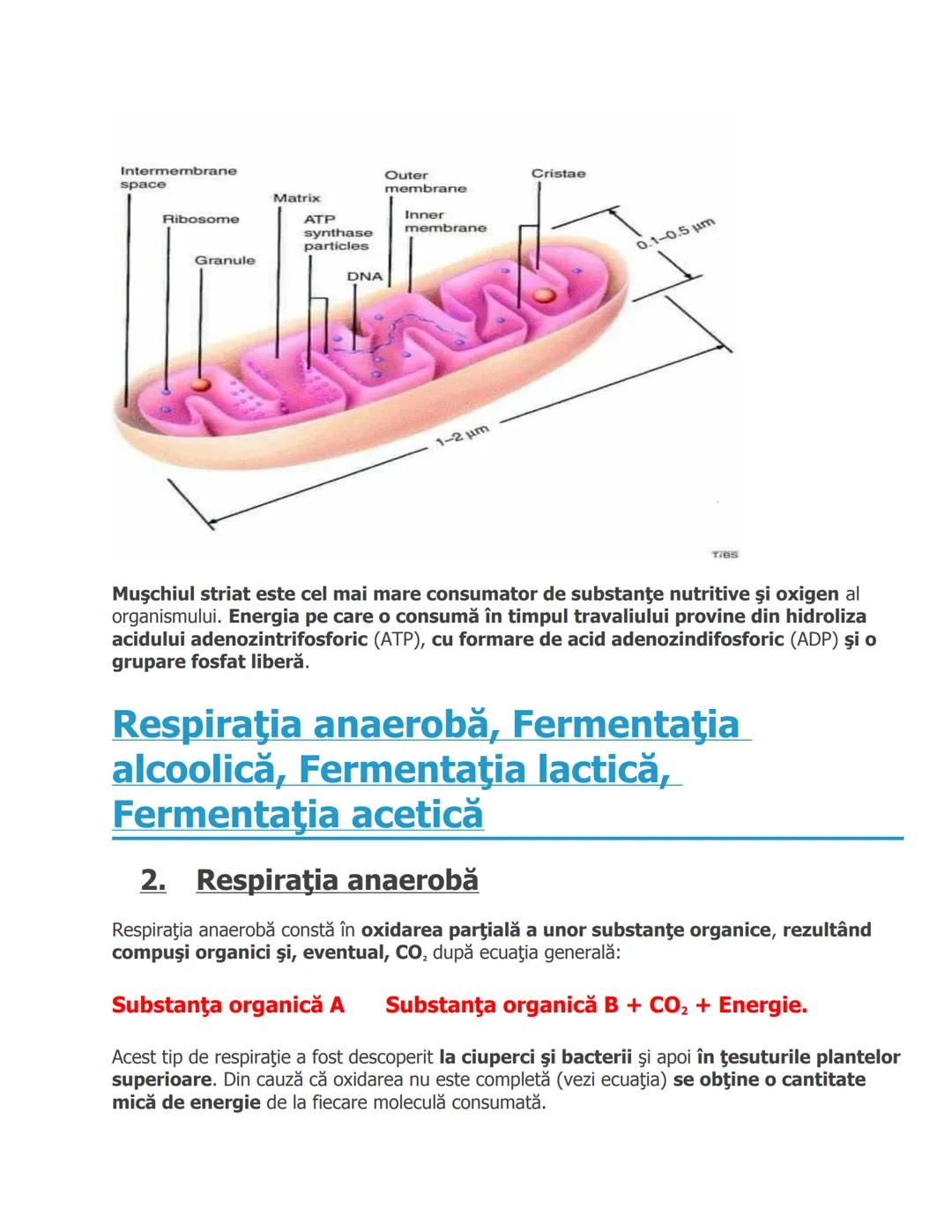 # Energia chimică, Respiraţia, Respiraţia
aerobă
# Energia chimică
Toate organismele au nevoie de energie pentru diferite activităţi: într