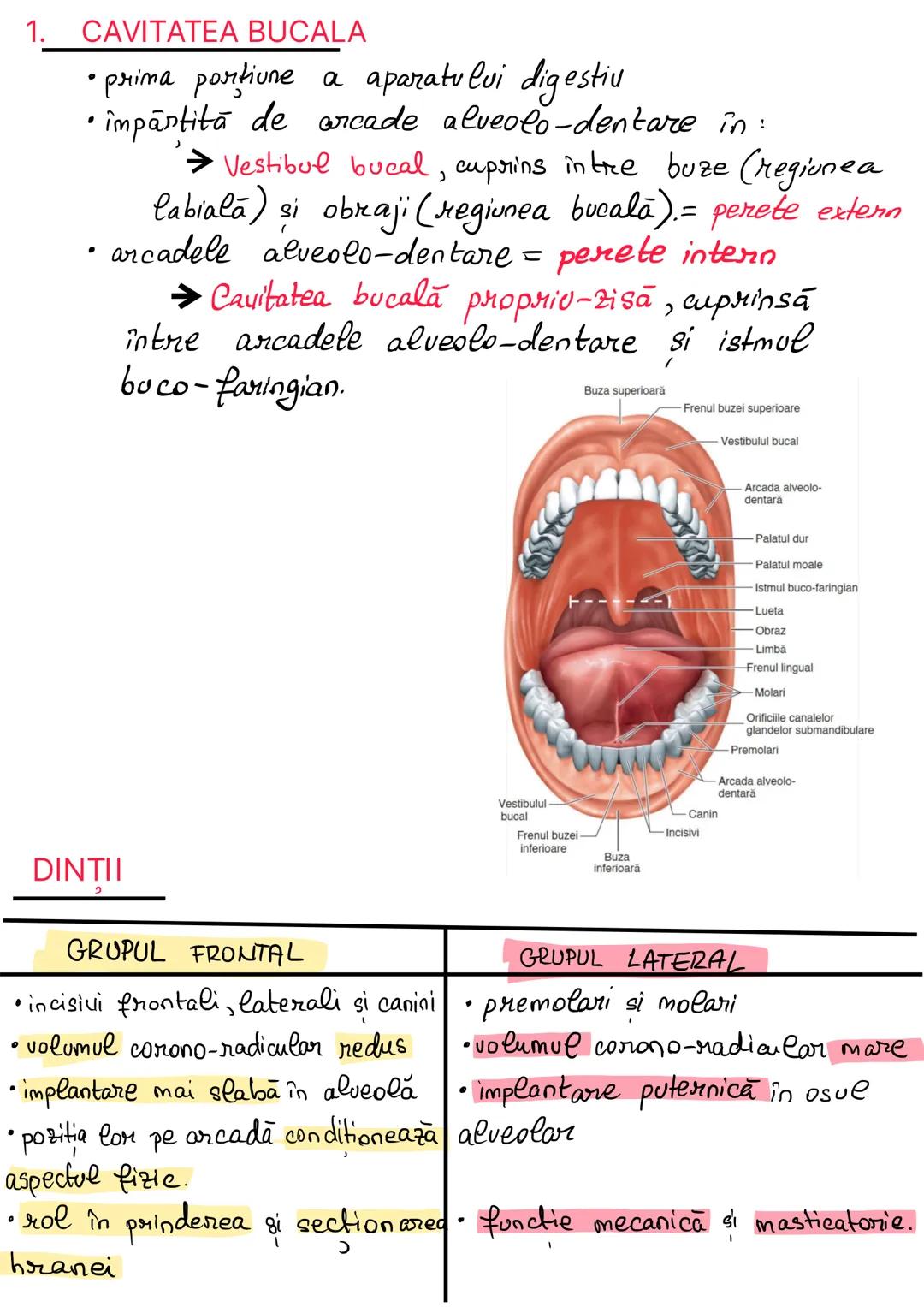 # ANATOMIA SISTEMULUI
## DIGESTIV
= totalitatea organelor care intervin in realizarea
digestiei si absorbtiei alimentare, precum şi în elim