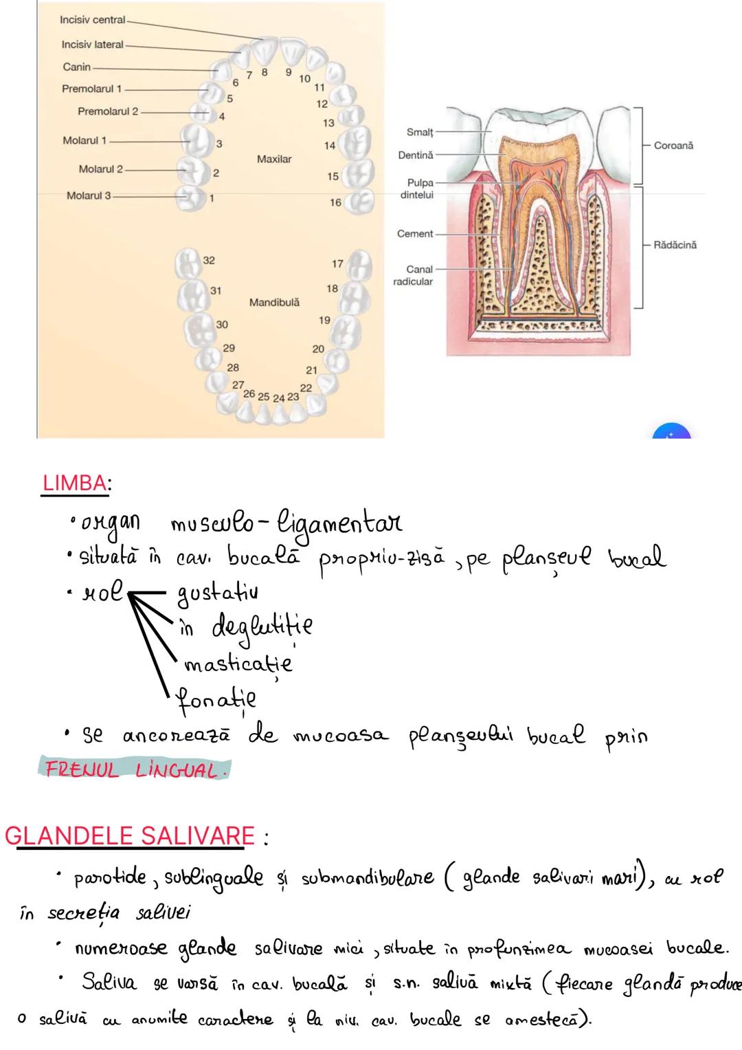 # ANATOMIA SISTEMULUI
## DIGESTIV
= totalitatea organelor care intervin in realizarea
digestiei si absorbtiei alimentare, precum şi în elim
