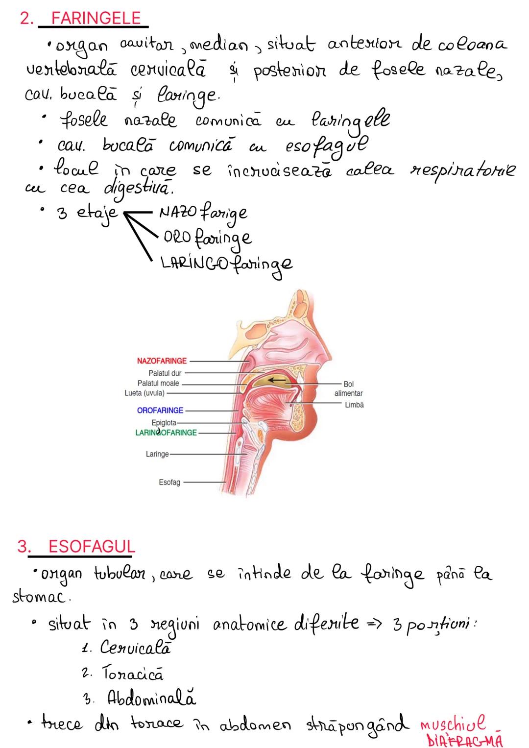 # ANATOMIA SISTEMULUI
## DIGESTIV
= totalitatea organelor care intervin in realizarea
digestiei si absorbtiei alimentare, precum şi în elim