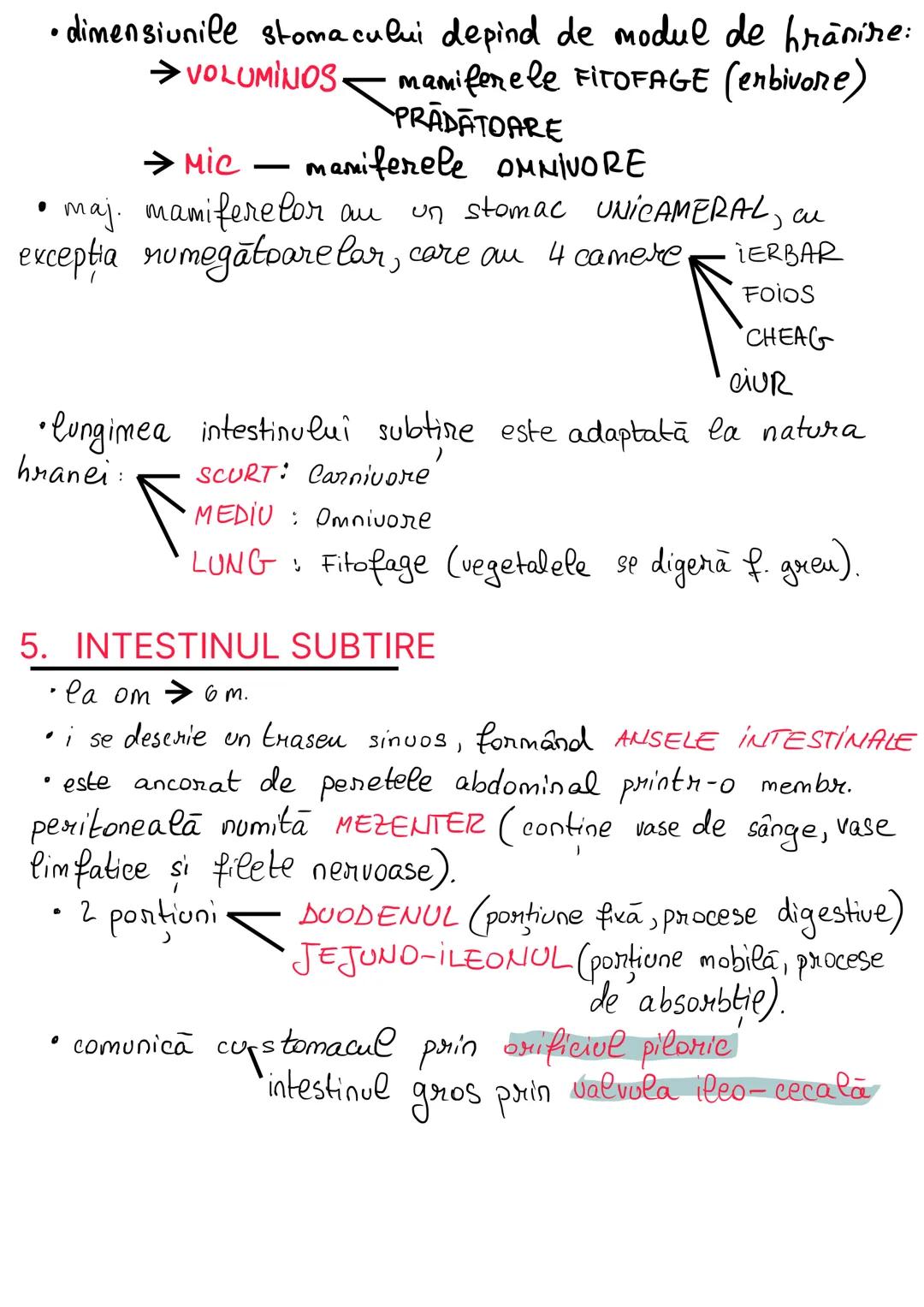 # ANATOMIA SISTEMULUI
## DIGESTIV
= totalitatea organelor care intervin in realizarea
digestiei si absorbtiei alimentare, precum şi în elim