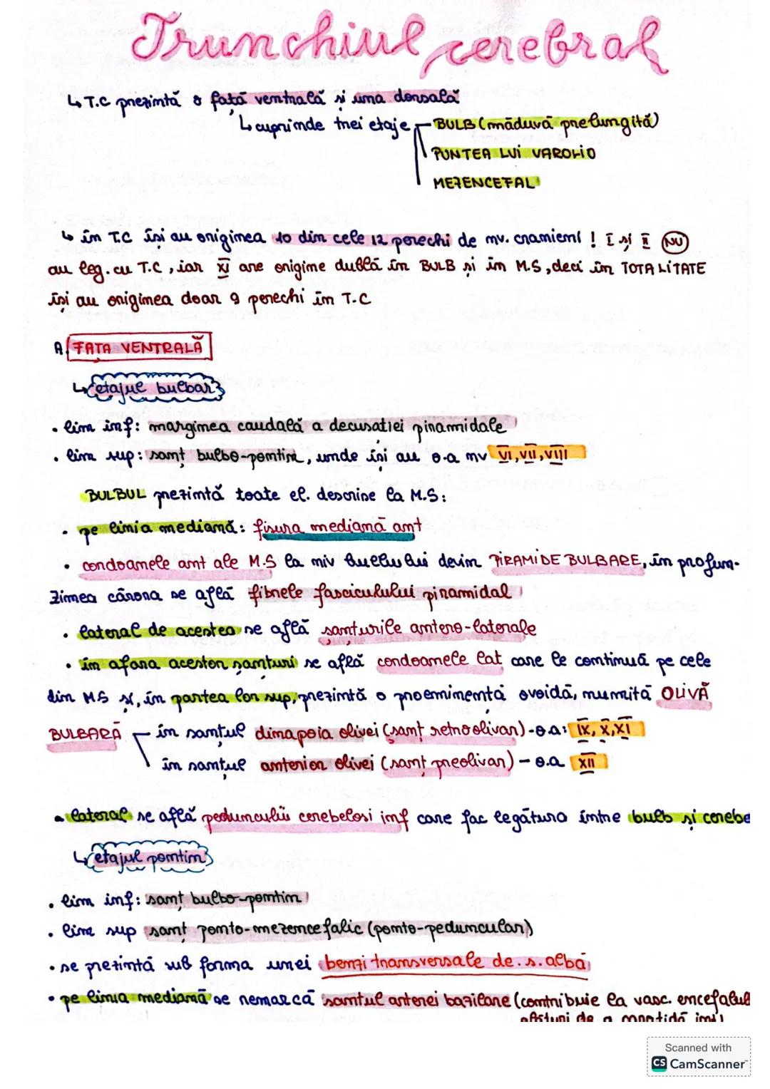 Trunchiul Cerebral-CORINT