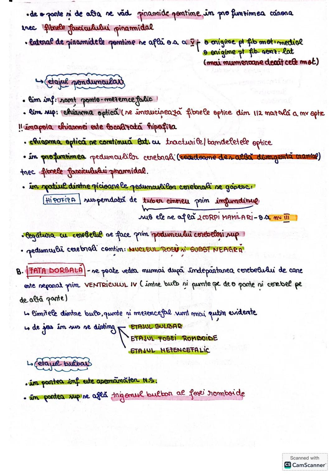 # Trunchiul cerebral
L.T.C prezintă o fată ventrală si una dorsala
Lo cuprinde trei etaje BULB (măduvă prelungită
PUNTEA LUI VAROLIO
MER
