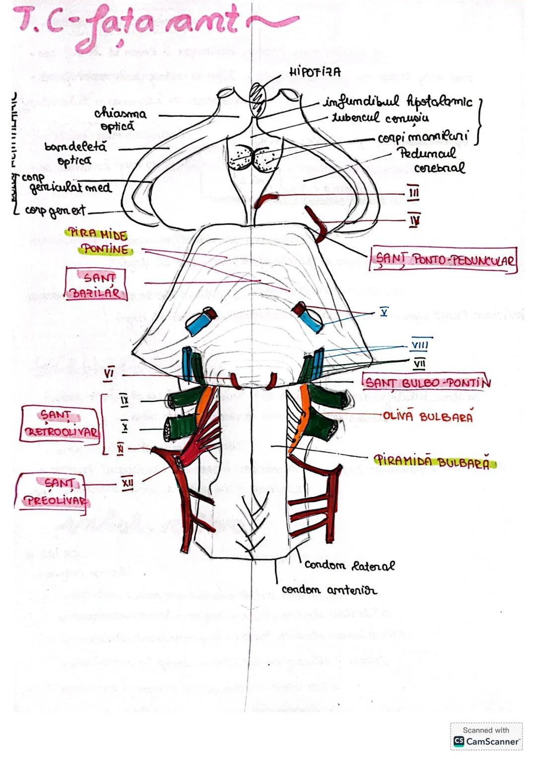 # Trunchiul cerebral
L.T.C prezintă o fată ventrală si una dorsala
Lo cuprinde trei etaje BULB (măduvă prelungită
PUNTEA LUI VAROLIO
MER