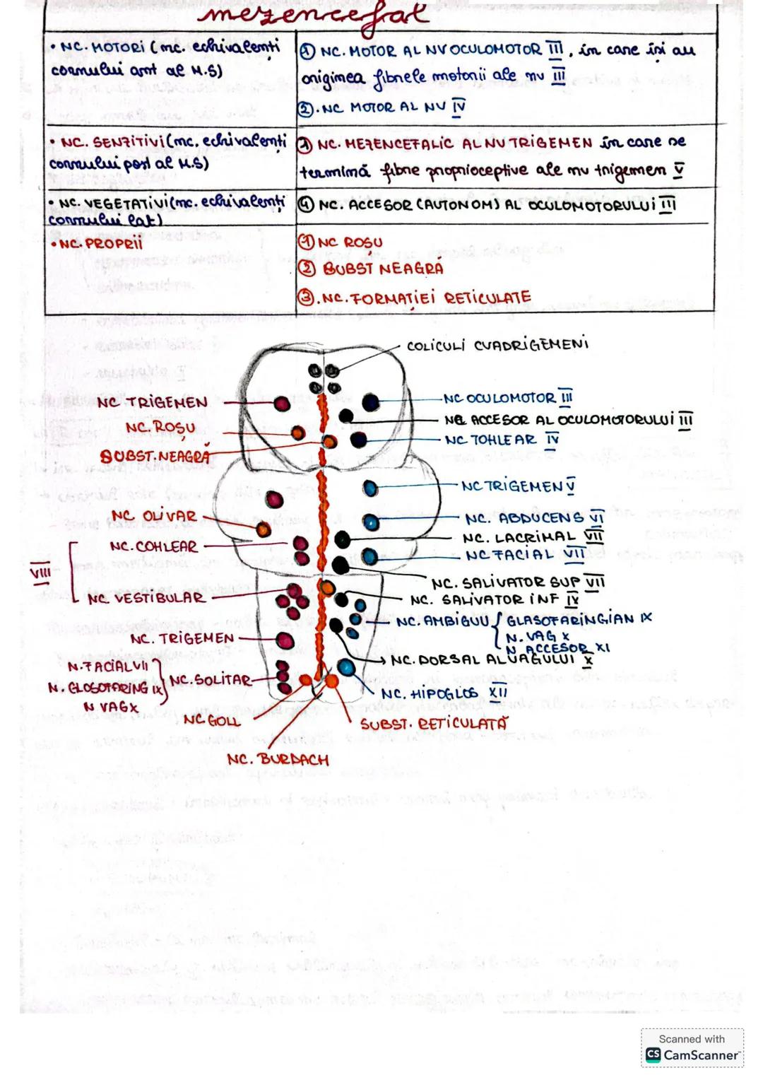 # Trunchiul cerebral
L.T.C prezintă o fată ventrală si una dorsala
Lo cuprinde trei etaje BULB (măduvă prelungită
PUNTEA LUI VAROLIO
MER