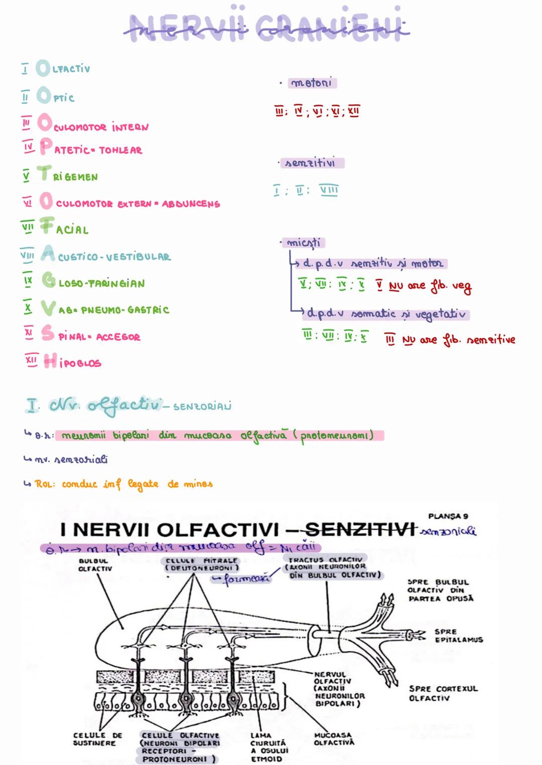 --- OCR Start ---
IOLFACTIV
OPTIC
NERVII GRANIENİ
CULOMOTOR INTERN
IV PATETIC TOHLE AR
• motori
Ⅲ;可
•semzitivi
TRIGEMEN
1:: VIII
VI CULOMOTO