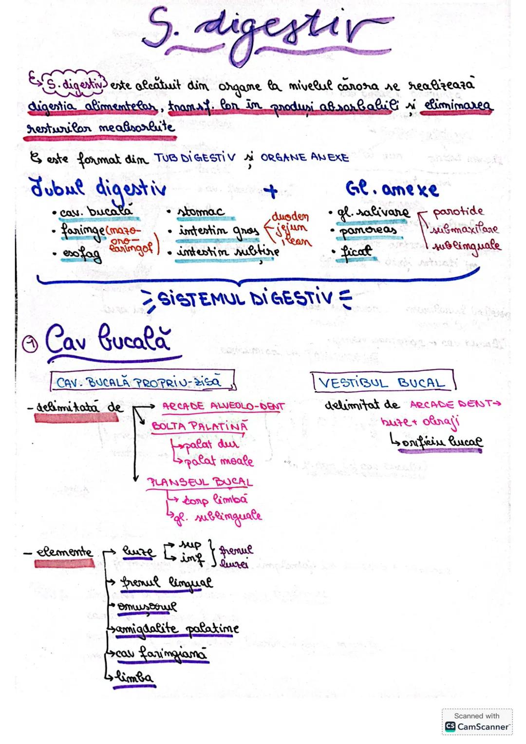Sistemul digestiv-pentru bac