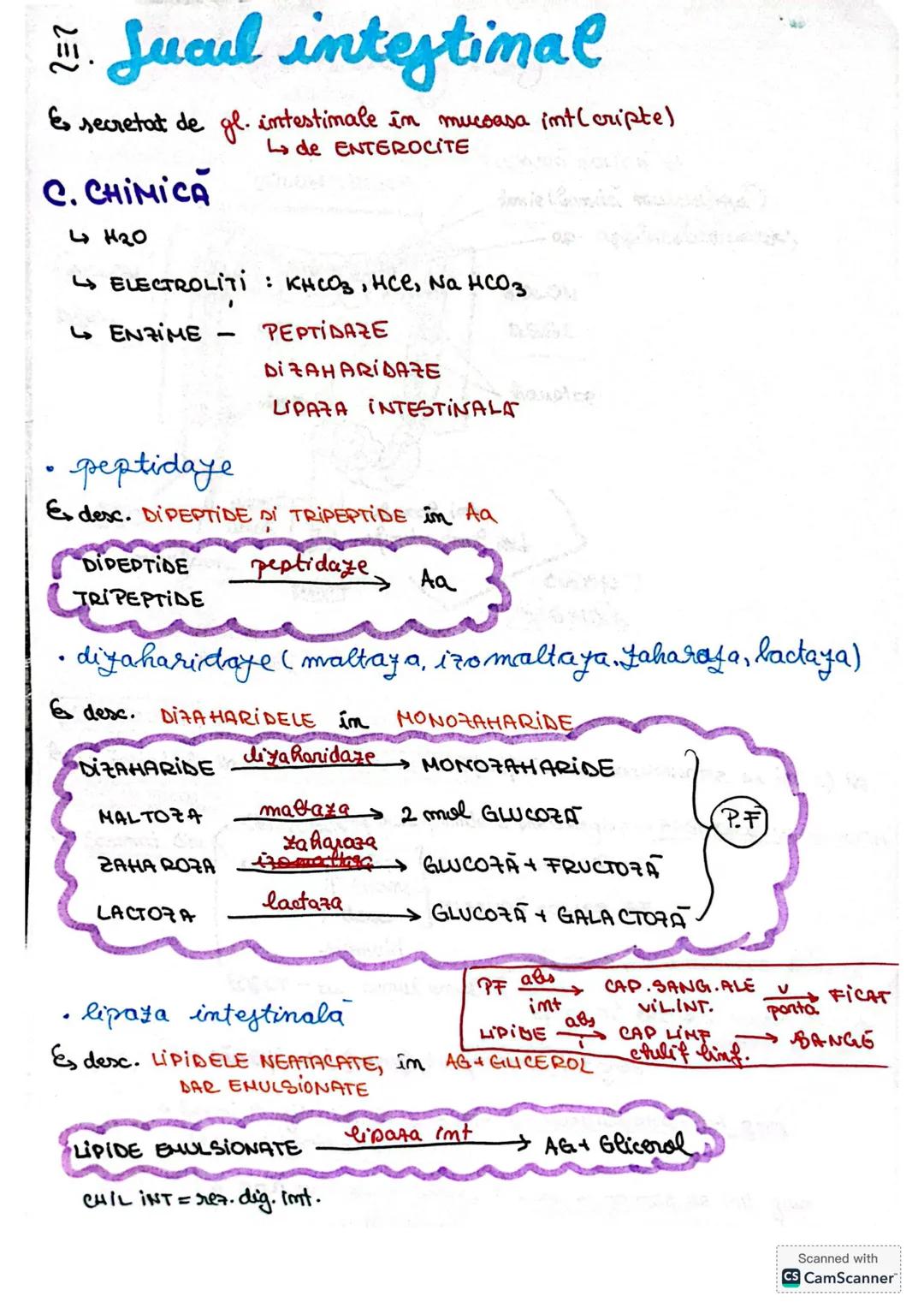 # S. digestir
ES. digestiv este alcătuit dim organe la nivelul cărora se realizează
digestia alimentelor, transf. lor în produși absorbabil