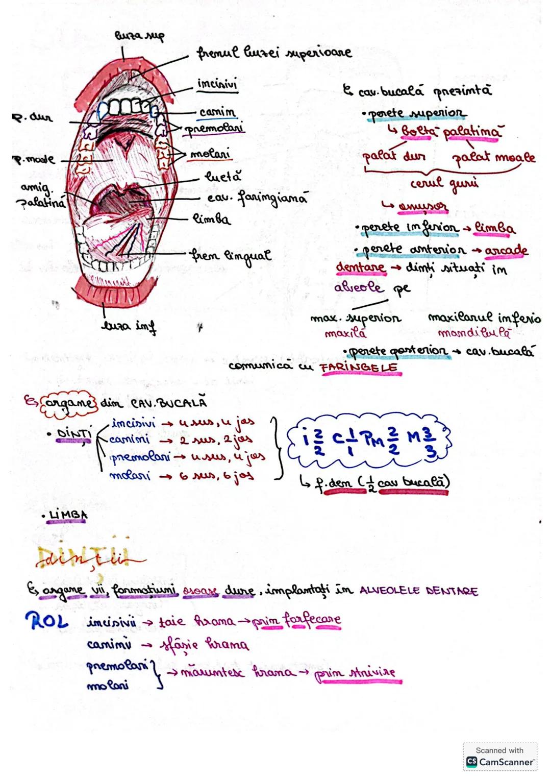 # S. digestir
ES. digestiv este alcătuit dim organe la nivelul cărora se realizează
digestia alimentelor, transf. lor în produși absorbabil