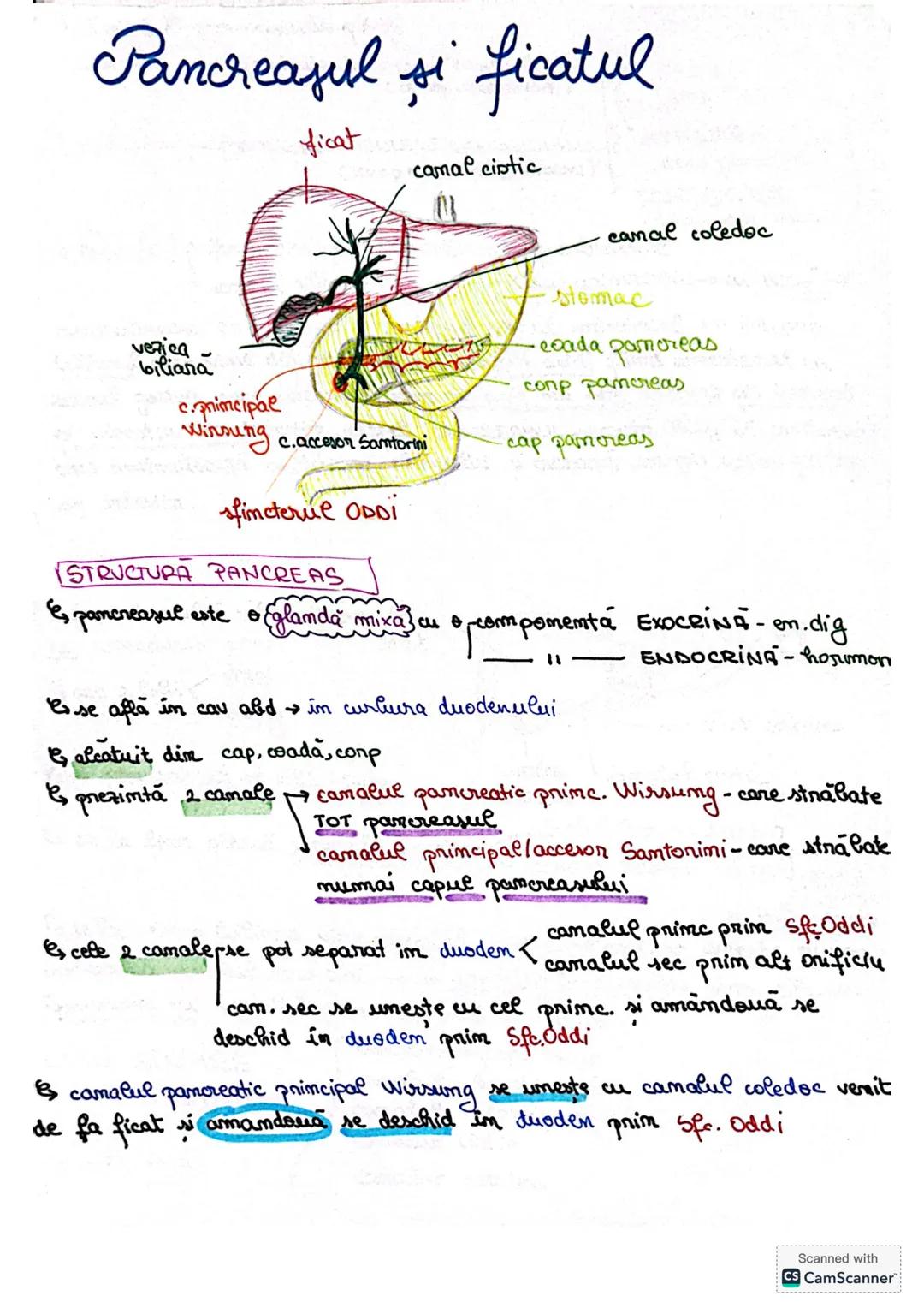 # S. digestir
ES. digestiv este alcătuit dim organe la nivelul cărora se realizează
digestia alimentelor, transf. lor în produși absorbabil