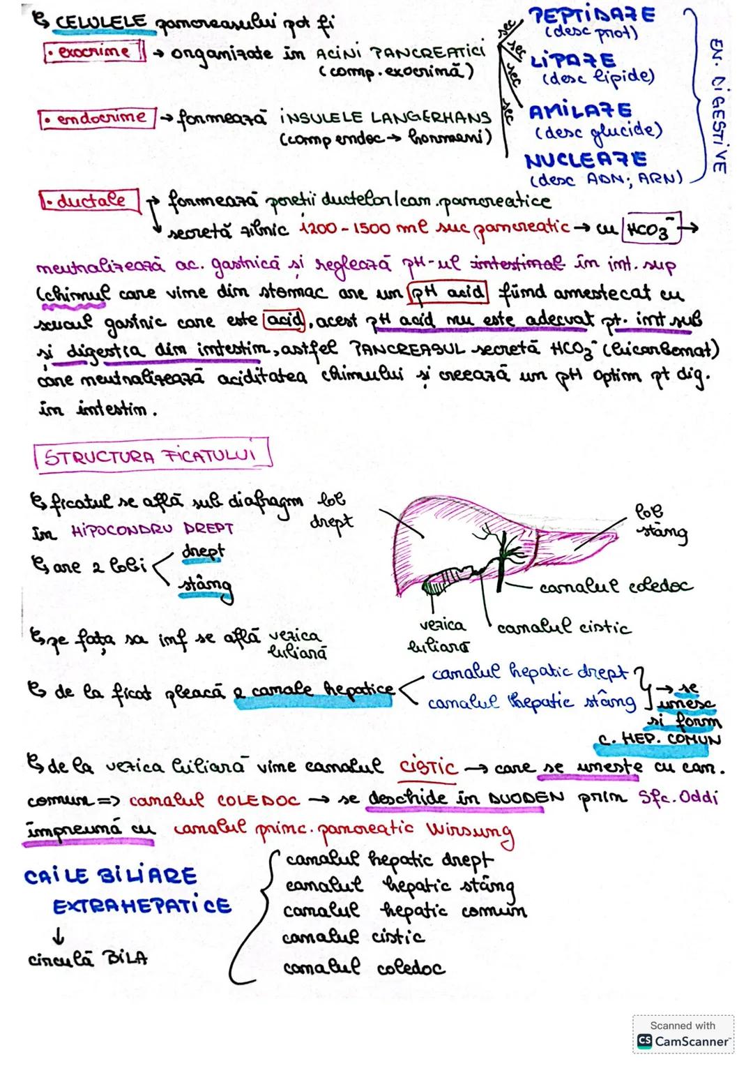 # S. digestir
ES. digestiv este alcătuit dim organe la nivelul cărora se realizează
digestia alimentelor, transf. lor în produși absorbabil