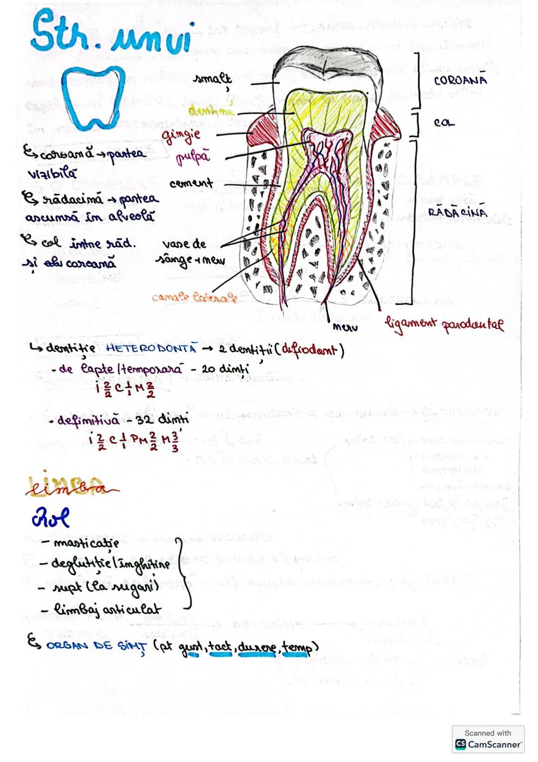 # S. digestir
ES. digestiv este alcătuit dim organe la nivelul cărora se realizează
digestia alimentelor, transf. lor în produși absorbabil