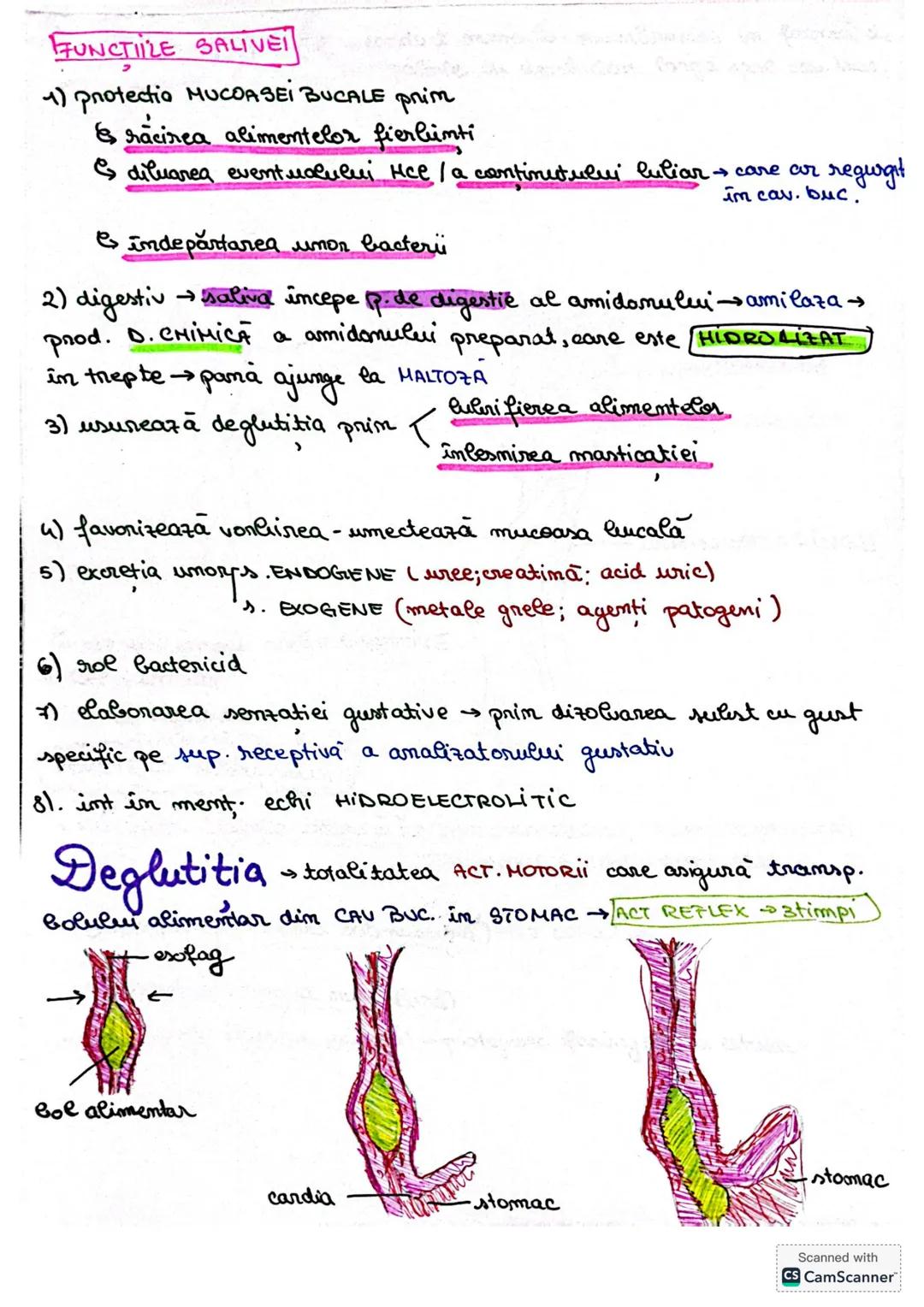 # S. digestir
ES. digestiv este alcătuit dim organe la nivelul cărora se realizează
digestia alimentelor, transf. lor în produși absorbabil
