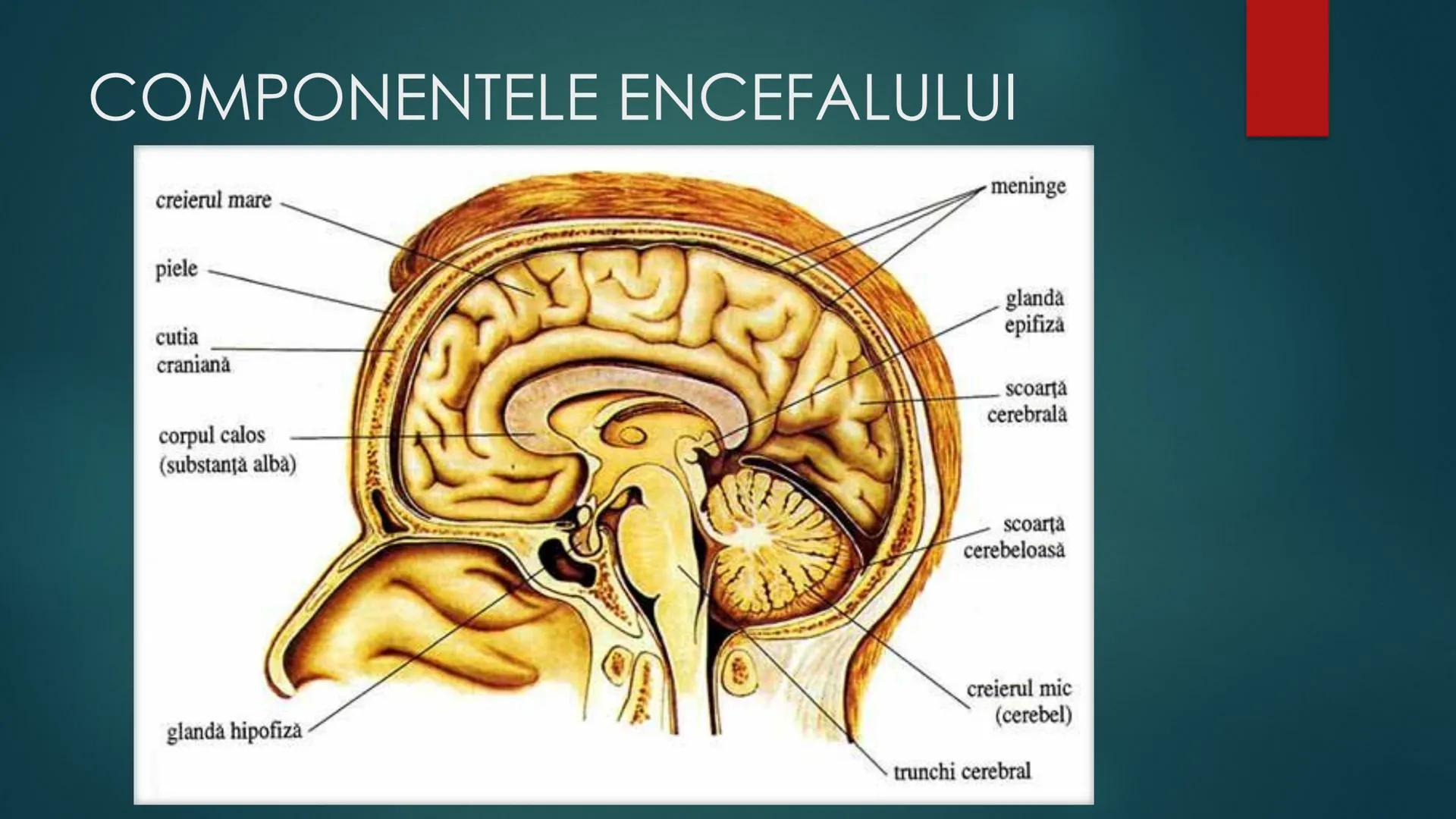 # COMPONENTELE
# ENCEFALULUI
TRUNCHIUL EREBRAL,CEREBELUL,DIENCEFALUL,EMISFERELE CEREBRALE
HTTPS://WWW.YOUTUBE.COM/WATCH?V=C9HK59FAOMI ---