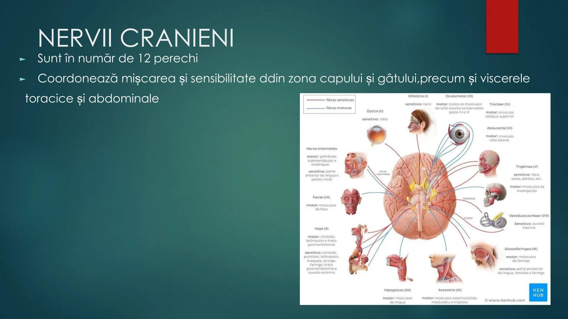 # COMPONENTELE
# ENCEFALULUI
TRUNCHIUL EREBRAL,CEREBELUL,DIENCEFALUL,EMISFERELE CEREBRALE
HTTPS://WWW.YOUTUBE.COM/WATCH?V=C9HK59FAOMI ---