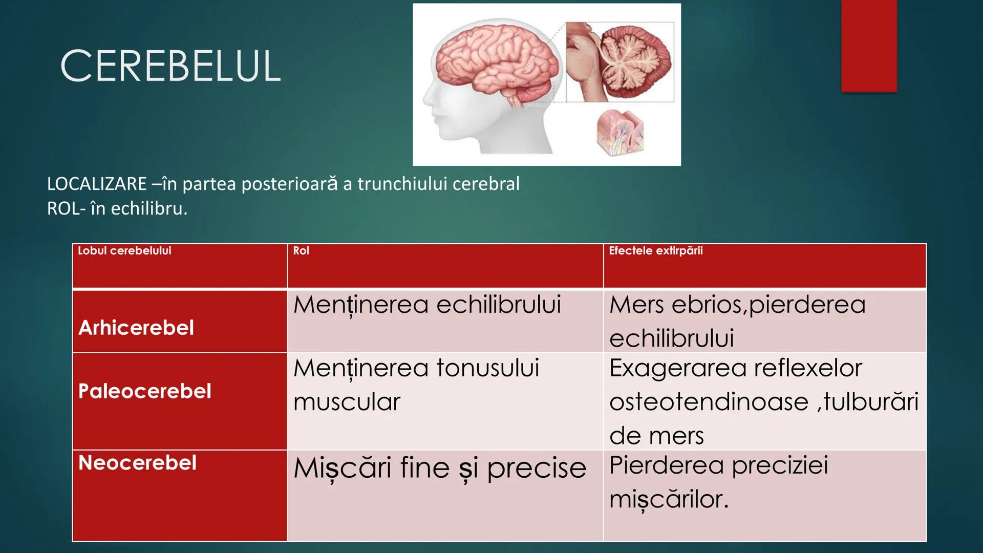 # COMPONENTELE
# ENCEFALULUI
TRUNCHIUL EREBRAL,CEREBELUL,DIENCEFALUL,EMISFERELE CEREBRALE
HTTPS://WWW.YOUTUBE.COM/WATCH?V=C9HK59FAOMI ---