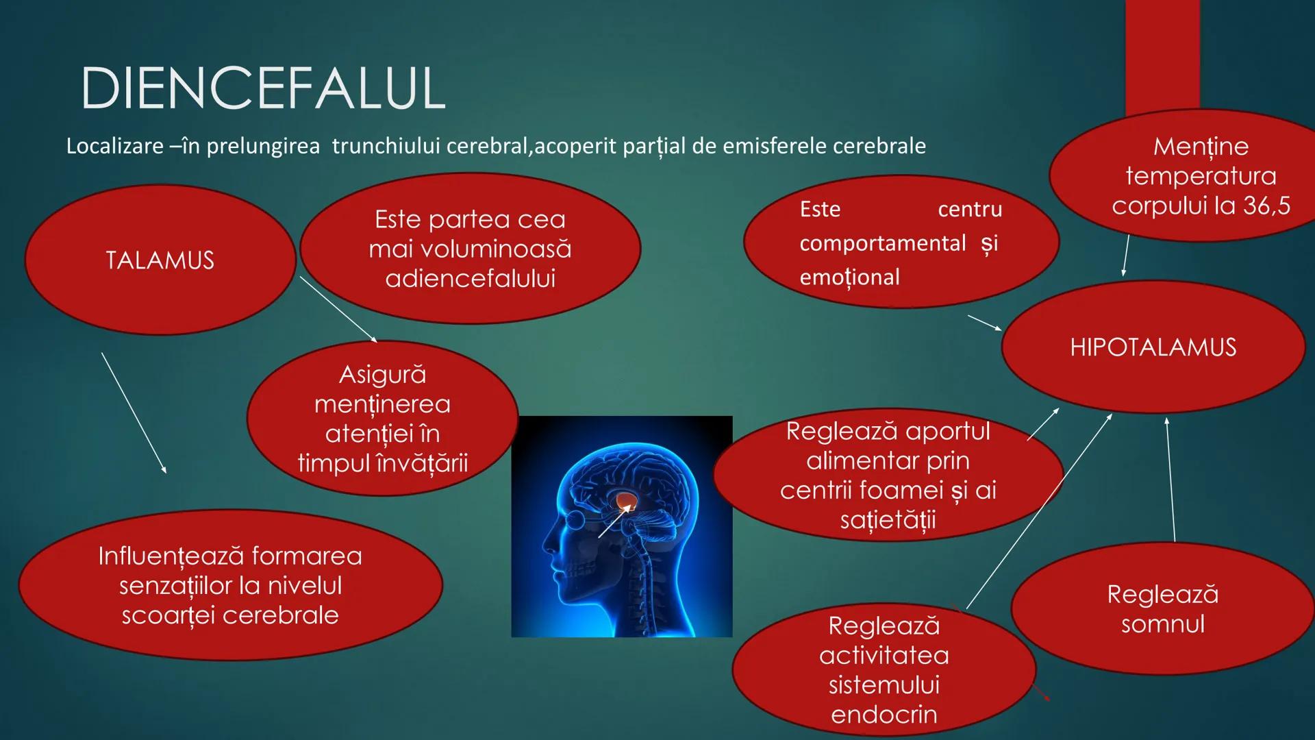 # COMPONENTELE
# ENCEFALULUI
TRUNCHIUL EREBRAL,CEREBELUL,DIENCEFALUL,EMISFERELE CEREBRALE
HTTPS://WWW.YOUTUBE.COM/WATCH?V=C9HK59FAOMI ---