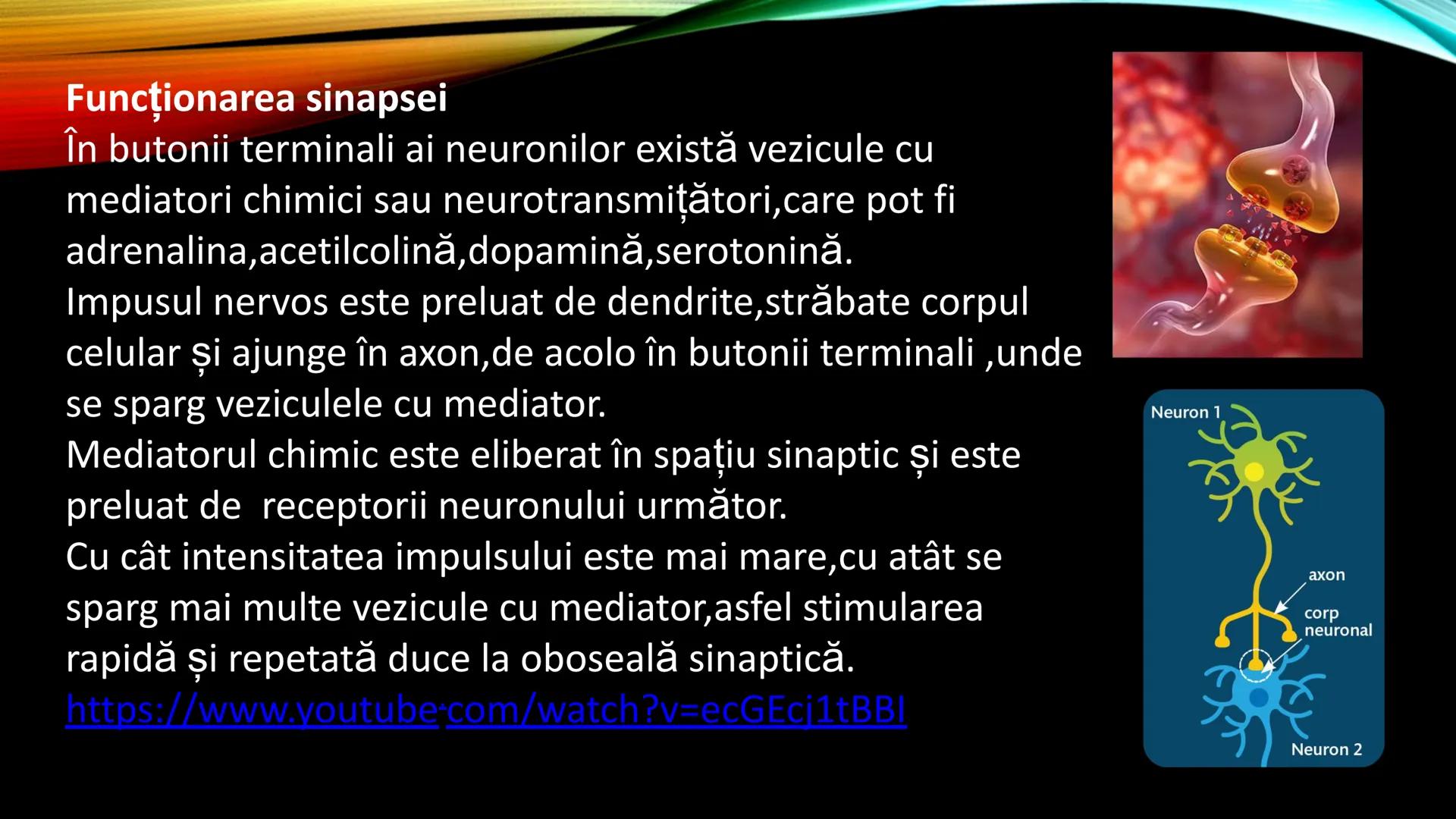 # FUNCȚIILE RELAȚIE
SISTEMUL NERVOS
SISTEMUL NERVOS CENTRAL:
neuron, sinapsa,
neurotransmițători # CLASIFICAREA SISTEMULUI NERVOS
# DIN PU