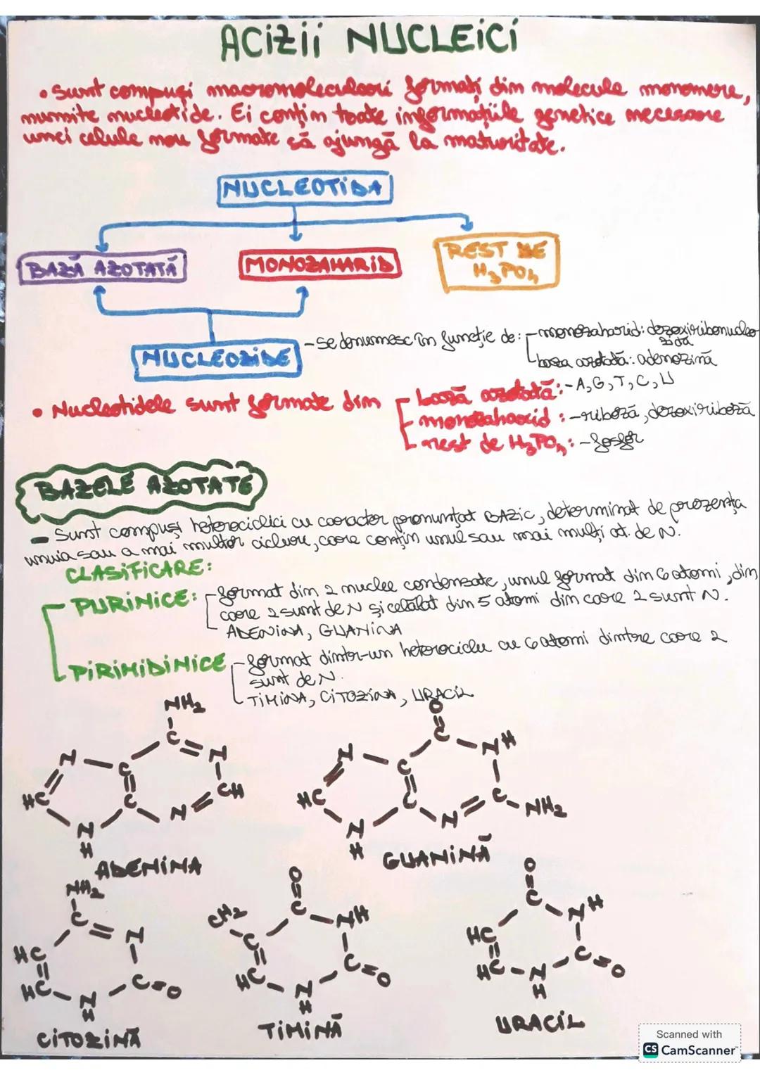 # ACIZII NUCLEICI
• Sunt compuşi macromoleculoori formati dim molecule monomere,
murmite mucleotide. Ei contim toate informatiile genetice