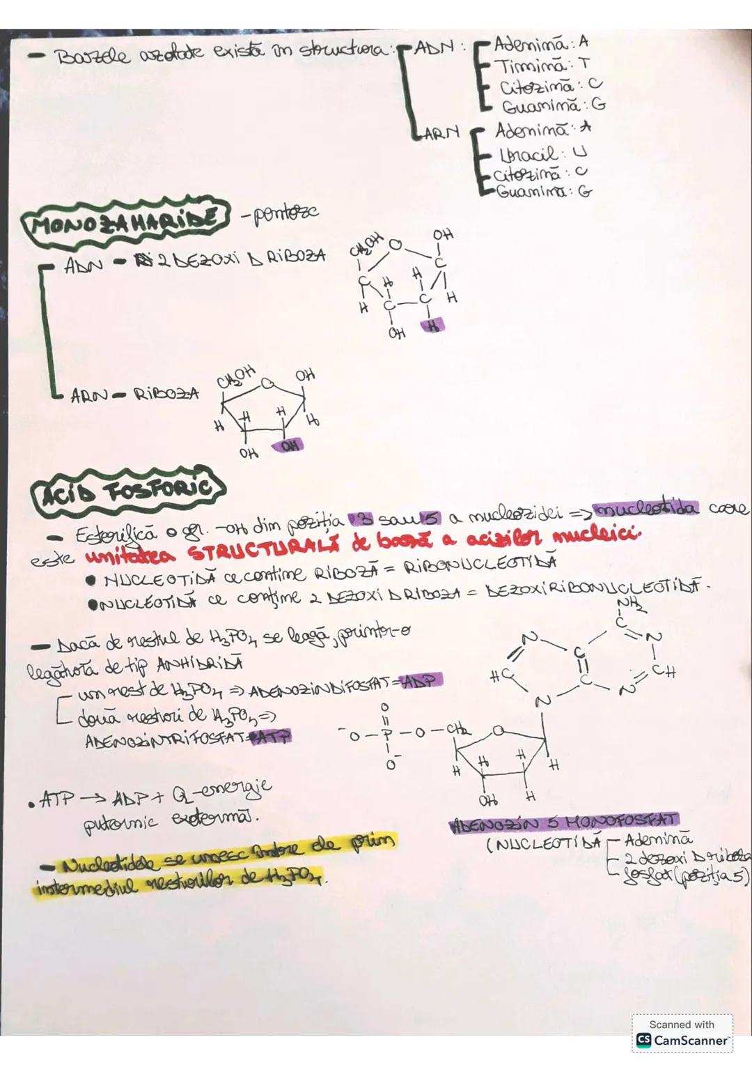 # ACIZII NUCLEICI
• Sunt compuşi macromoleculoori formati dim molecule monomere,
murmite mucleotide. Ei contim toate informatiile genetice