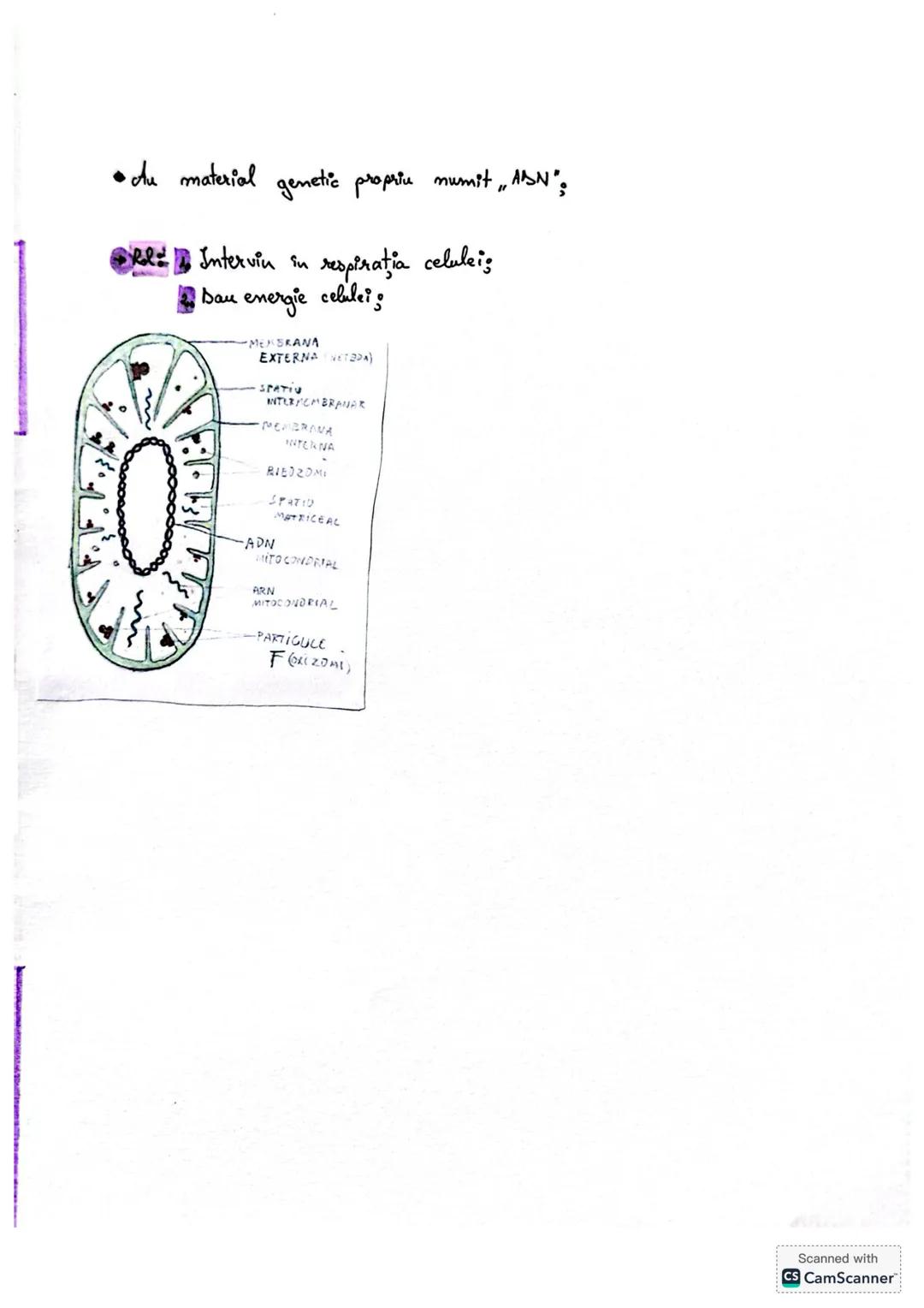 # Gelula procariota vs. eucariotă
# Celula procariotă
to Caracteristici gunnов
+Se gaseste la bacterii si alge albastre-verzi
otre o stru