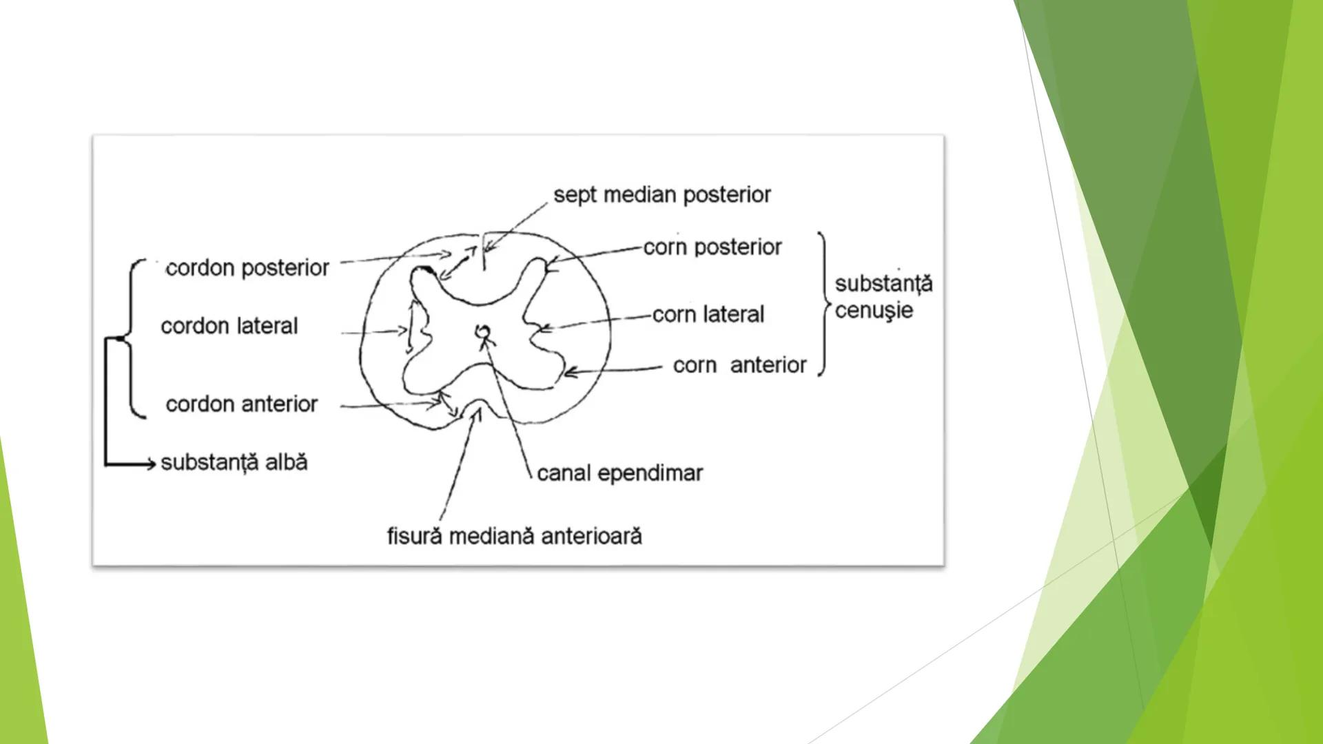 # ANATOMIA SISTEMULUI
# NERVOS LA MAMIFERE # CE ESTE SISTEMUL NERVOS?
► Sistemul nervos (latină *Systema nervosum*) al unui animal (incluzâ