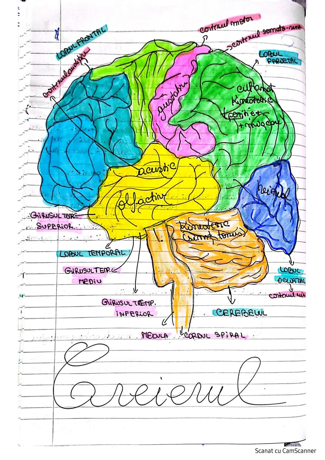 # Sistemulnervos
Clasifican SN:
I. S.N. al vieții de relație:
1.S.N. Central (SNC) maduspinarii N.S.
2. S.N. periferic (SNP) lendcefal trunc