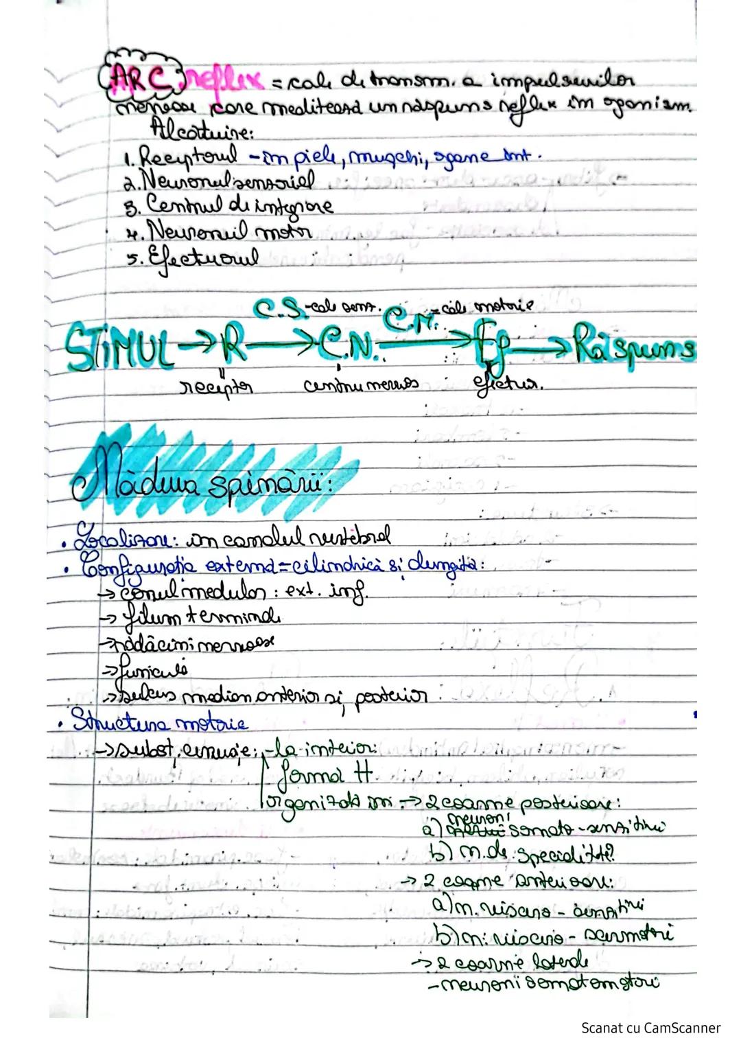 # Sistemulnervos
Clasifican SN:
I. S.N. al vieții de relație:
1.S.N. Central (SNC) maduspinarii N.S.
2. S.N. periferic (SNP) lendcefal trunc