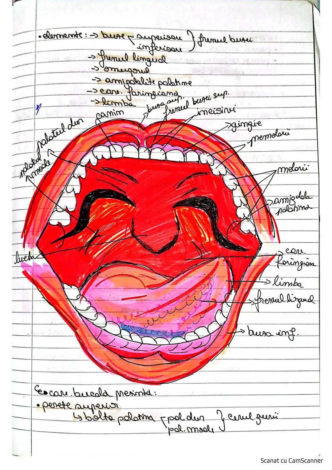 # S. digestivo
Organe le nivelul caruia
Edigestive e aleatuit din
se nealincess digestia alimentelor
-> transformarea lor în mod. dosababil