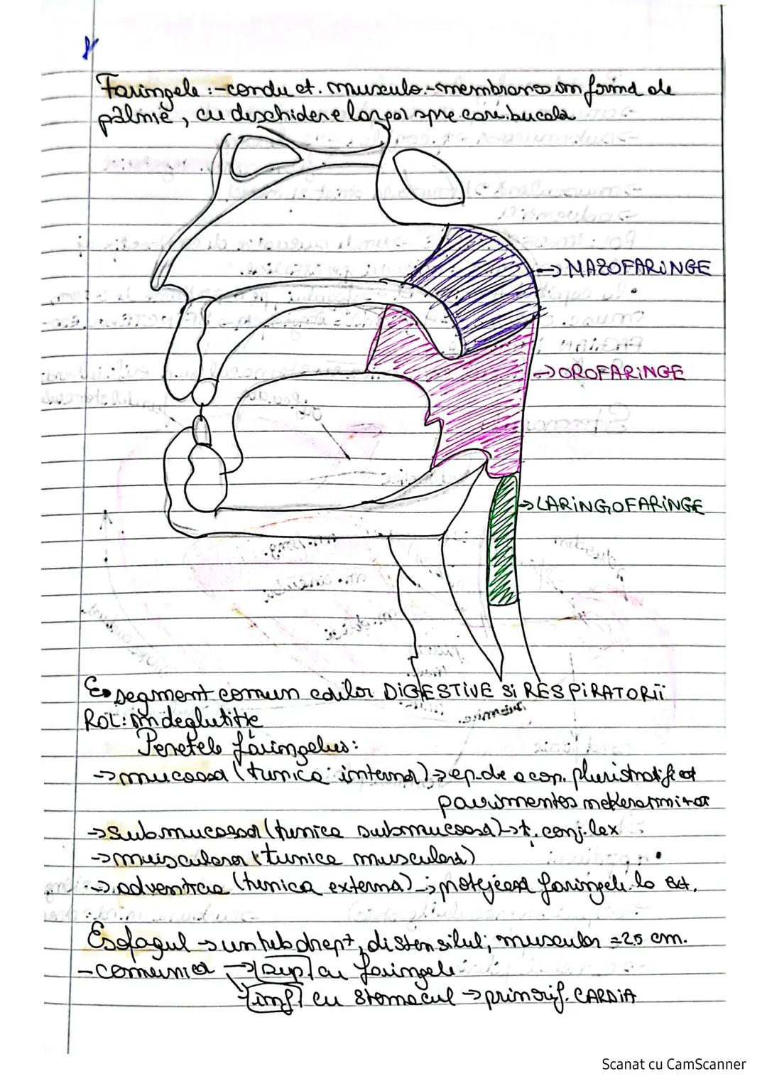 # S. digestivo
Organe le nivelul caruia
Edigestive e aleatuit din
se nealincess digestia alimentelor
-> transformarea lor în mod. dosababil