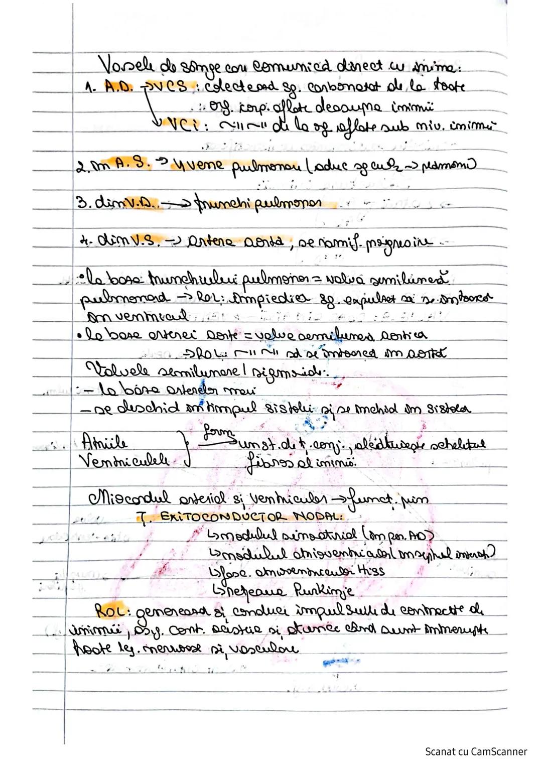 # Inima
- om care toracica, Amine cu 2 plamani
=Spatiu MEDIASTIN
-found: conica, disp. oblid, en uf. sme diafragm.
-se afla imm-un sacules