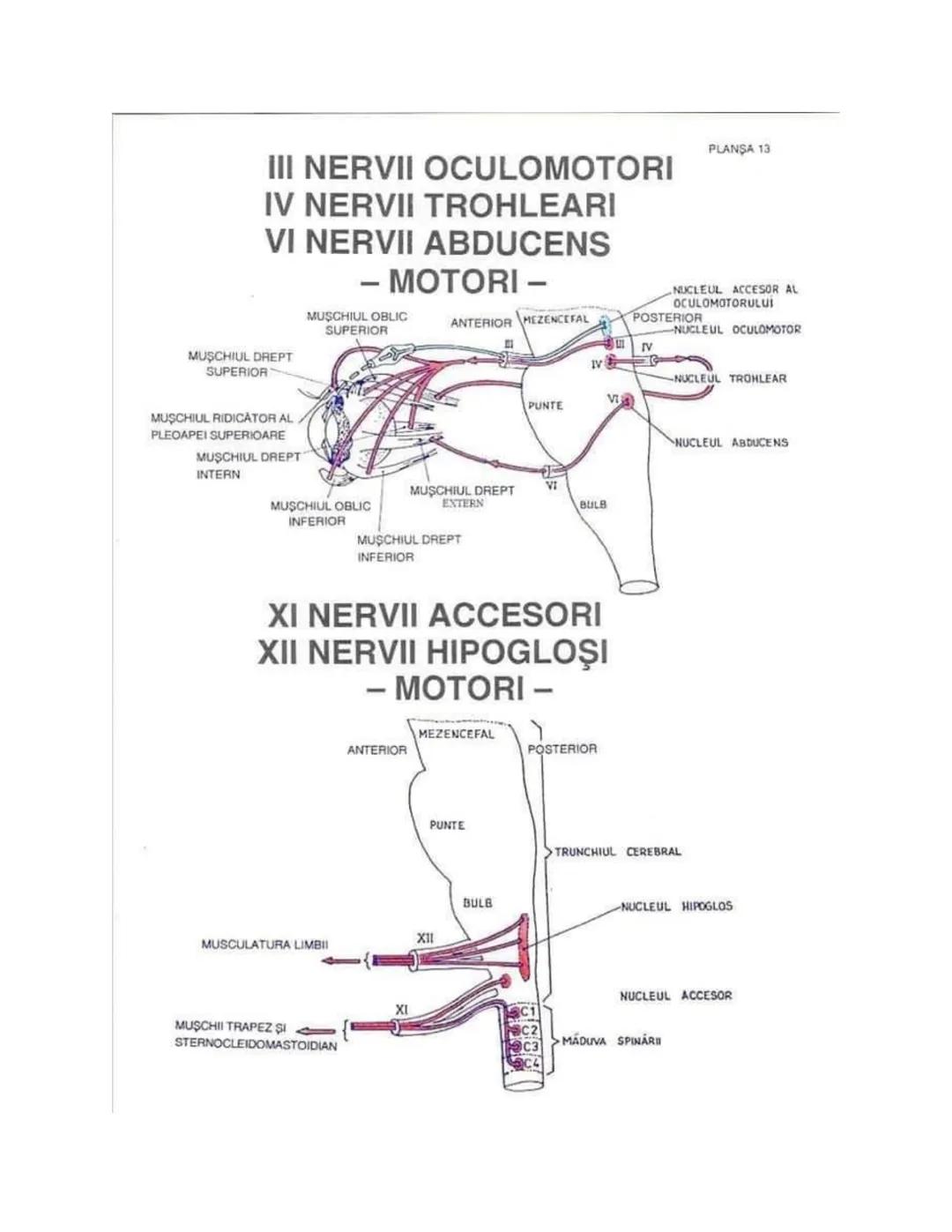 --- OCR Start ---
PLANŞA 28
GLANDELE ENDOCRINE ŞI HORMONII
GLANDA PITUITARĂ (HIPOFIZA)
CHIASMA
OPTICA
HIPOTALAMUS
SISTEMUL
PORT HIPOFIZAR
TR