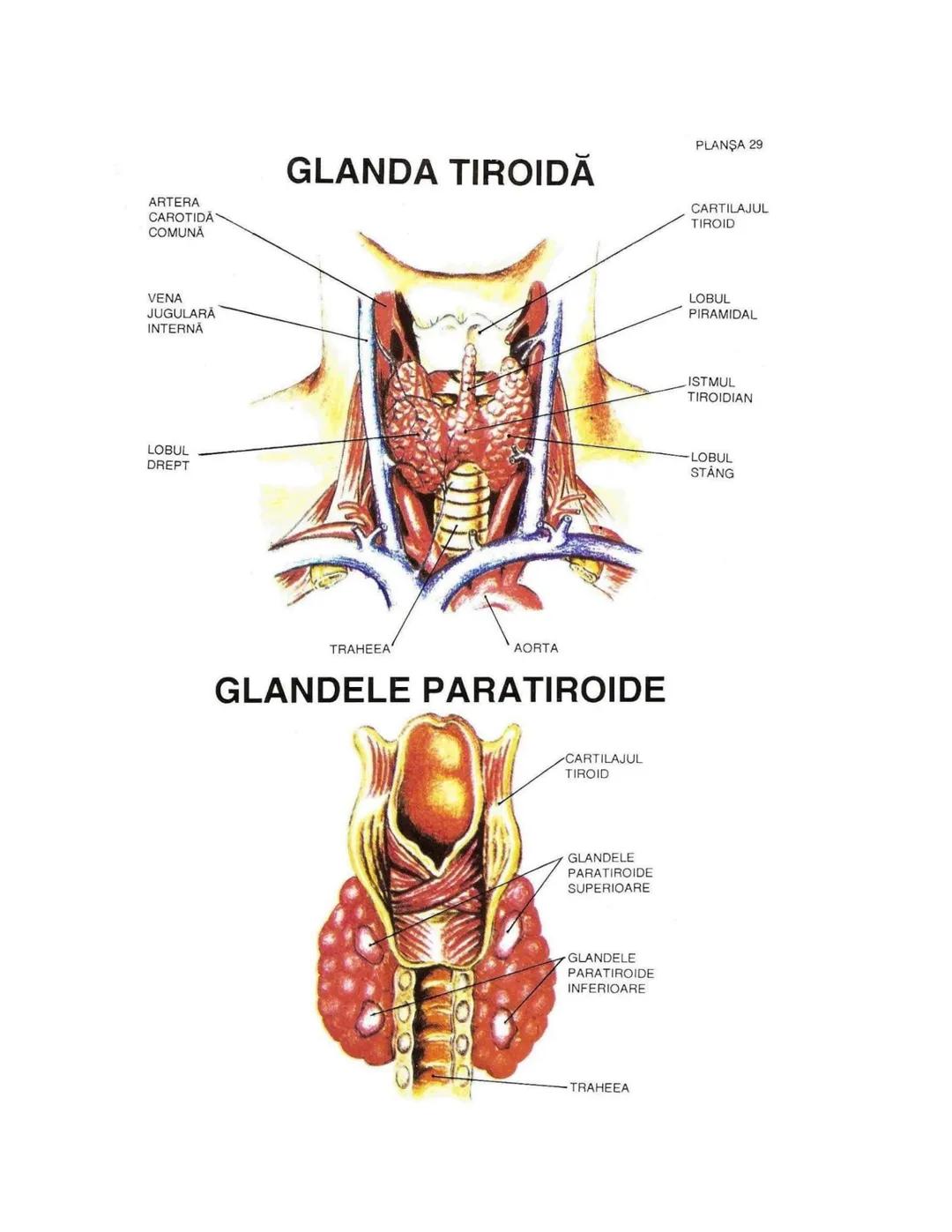 --- OCR Start ---
PLANŞA 28
GLANDELE ENDOCRINE ŞI HORMONII
GLANDA PITUITARĂ (HIPOFIZA)
CHIASMA
OPTICA
HIPOTALAMUS
SISTEMUL
PORT HIPOFIZAR
TR