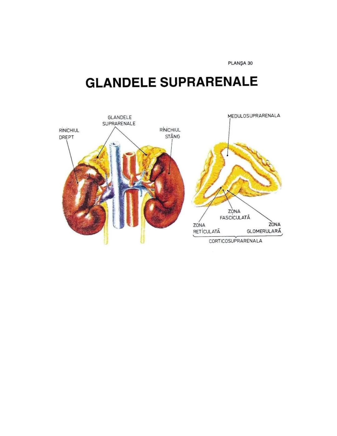 --- OCR Start ---
PLANŞA 28
GLANDELE ENDOCRINE ŞI HORMONII
GLANDA PITUITARĂ (HIPOFIZA)
CHIASMA
OPTICA
HIPOTALAMUS
SISTEMUL
PORT HIPOFIZAR
TR