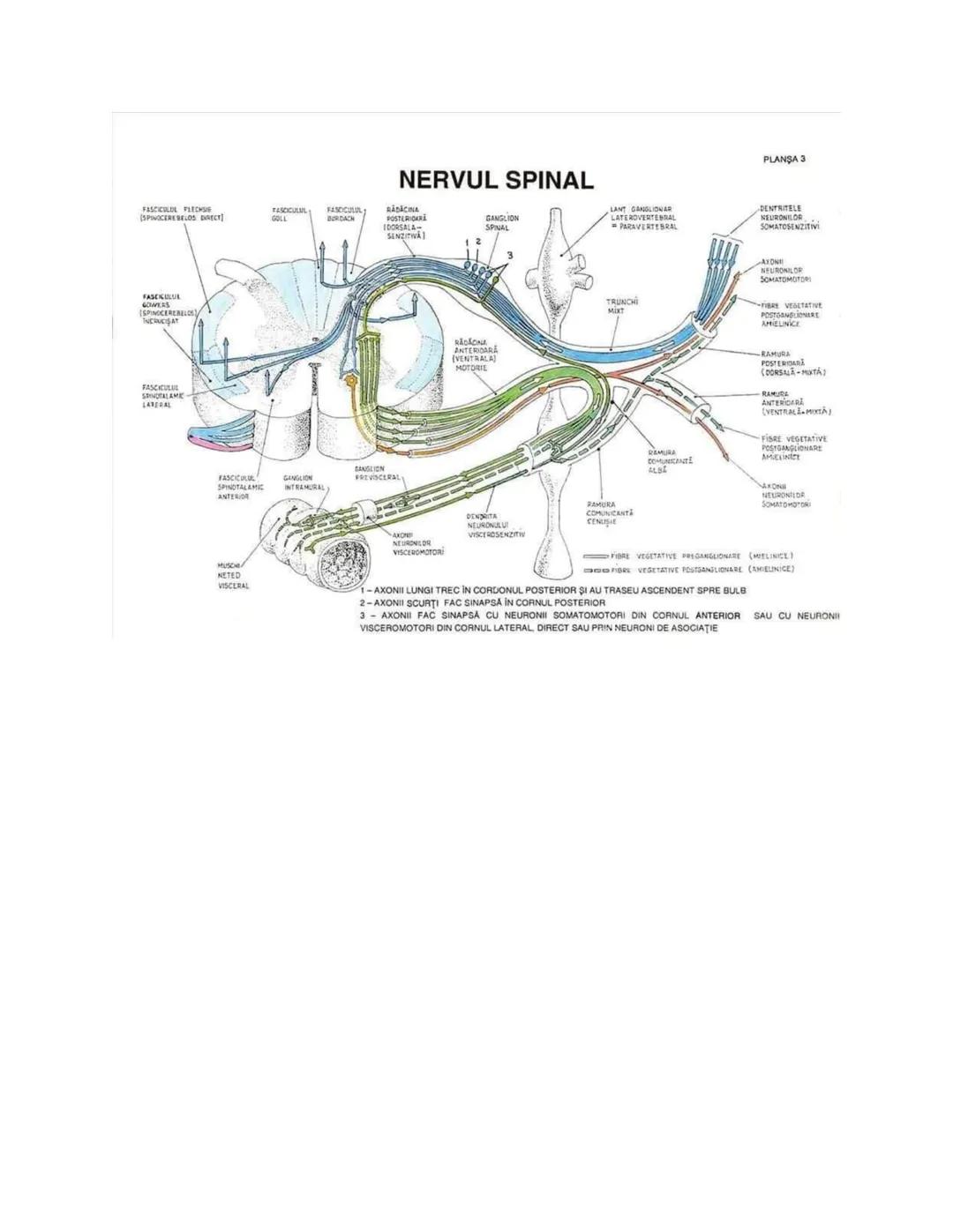 --- OCR Start ---
PLANŞA 28
GLANDELE ENDOCRINE ŞI HORMONII
GLANDA PITUITARĂ (HIPOFIZA)
CHIASMA
OPTICA
HIPOTALAMUS
SISTEMUL
PORT HIPOFIZAR
TR
