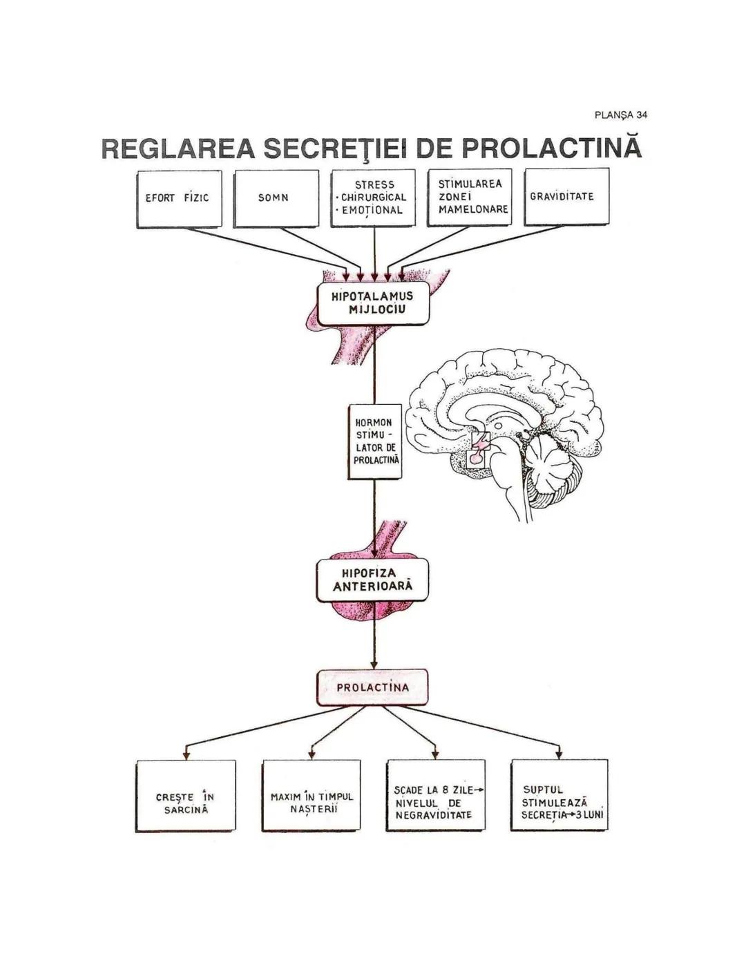 --- OCR Start ---
PLANŞA 28
GLANDELE ENDOCRINE ŞI HORMONII
GLANDA PITUITARĂ (HIPOFIZA)
CHIASMA
OPTICA
HIPOTALAMUS
SISTEMUL
PORT HIPOFIZAR
TR