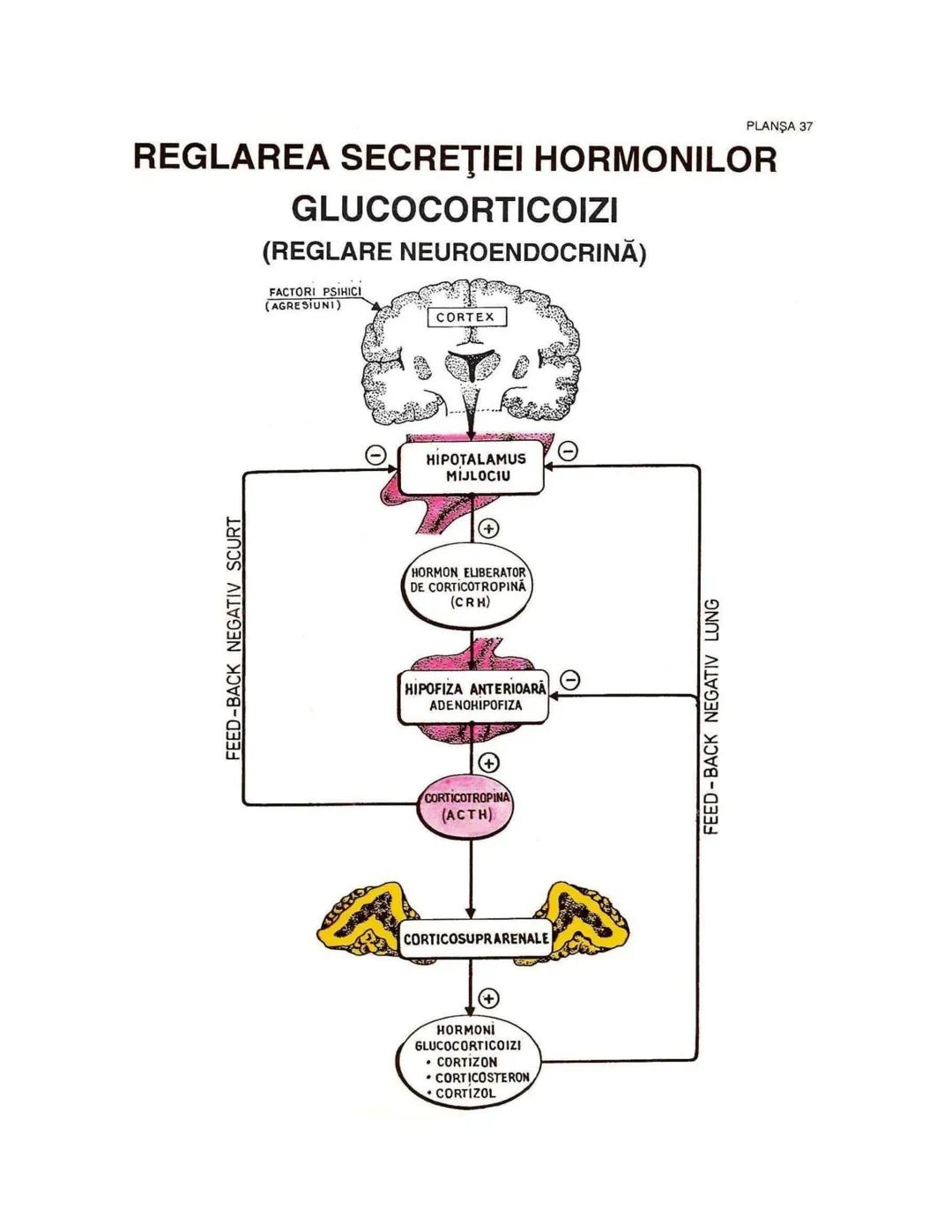 --- OCR Start ---
PLANŞA 28
GLANDELE ENDOCRINE ŞI HORMONII
GLANDA PITUITARĂ (HIPOFIZA)
CHIASMA
OPTICA
HIPOTALAMUS
SISTEMUL
PORT HIPOFIZAR
TR