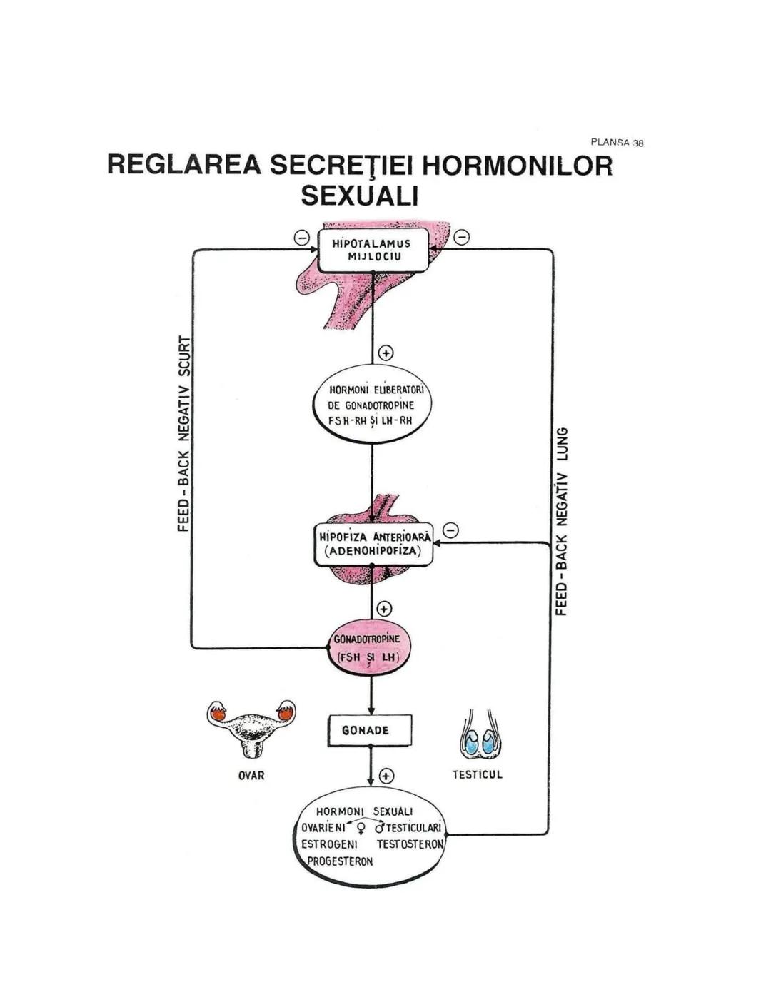 --- OCR Start ---
PLANŞA 28
GLANDELE ENDOCRINE ŞI HORMONII
GLANDA PITUITARĂ (HIPOFIZA)
CHIASMA
OPTICA
HIPOTALAMUS
SISTEMUL
PORT HIPOFIZAR
TR