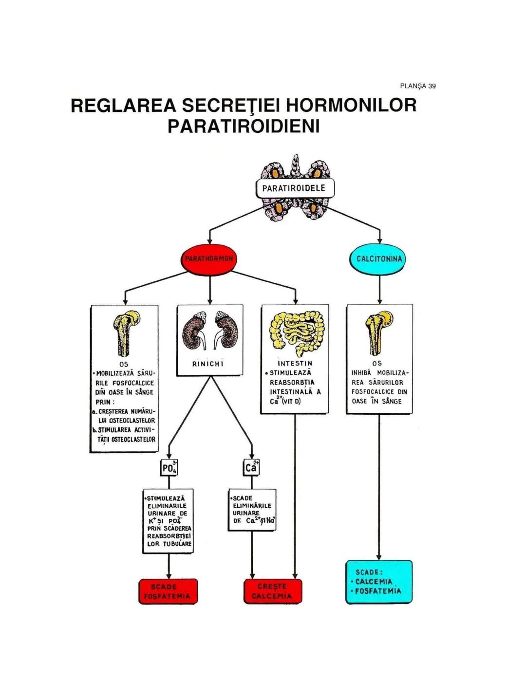 --- OCR Start ---
PLANŞA 28
GLANDELE ENDOCRINE ŞI HORMONII
GLANDA PITUITARĂ (HIPOFIZA)
CHIASMA
OPTICA
HIPOTALAMUS
SISTEMUL
PORT HIPOFIZAR
TR