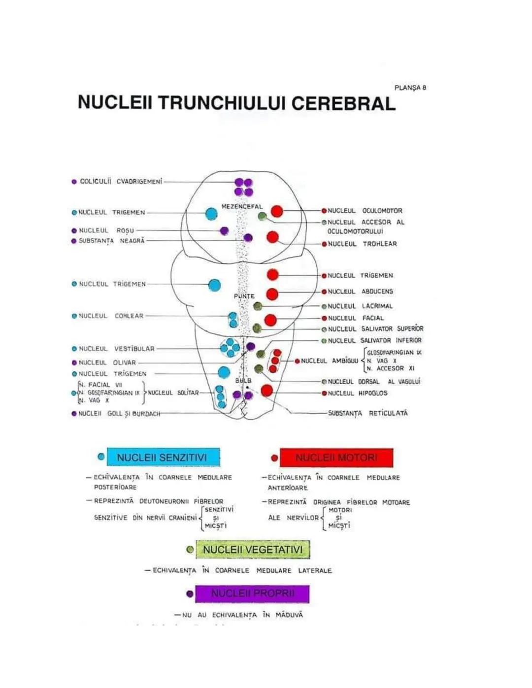 --- OCR Start ---
PLANŞA 28
GLANDELE ENDOCRINE ŞI HORMONII
GLANDA PITUITARĂ (HIPOFIZA)
CHIASMA
OPTICA
HIPOTALAMUS
SISTEMUL
PORT HIPOFIZAR
TR