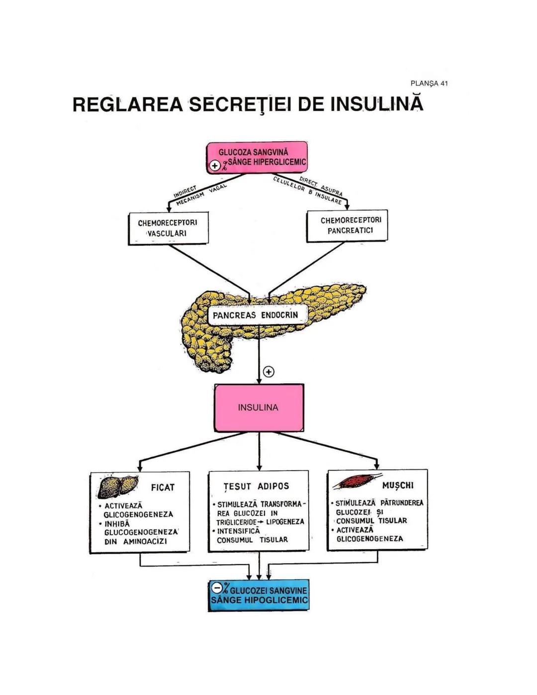 --- OCR Start ---
PLANŞA 28
GLANDELE ENDOCRINE ŞI HORMONII
GLANDA PITUITARĂ (HIPOFIZA)
CHIASMA
OPTICA
HIPOTALAMUS
SISTEMUL
PORT HIPOFIZAR
TR
