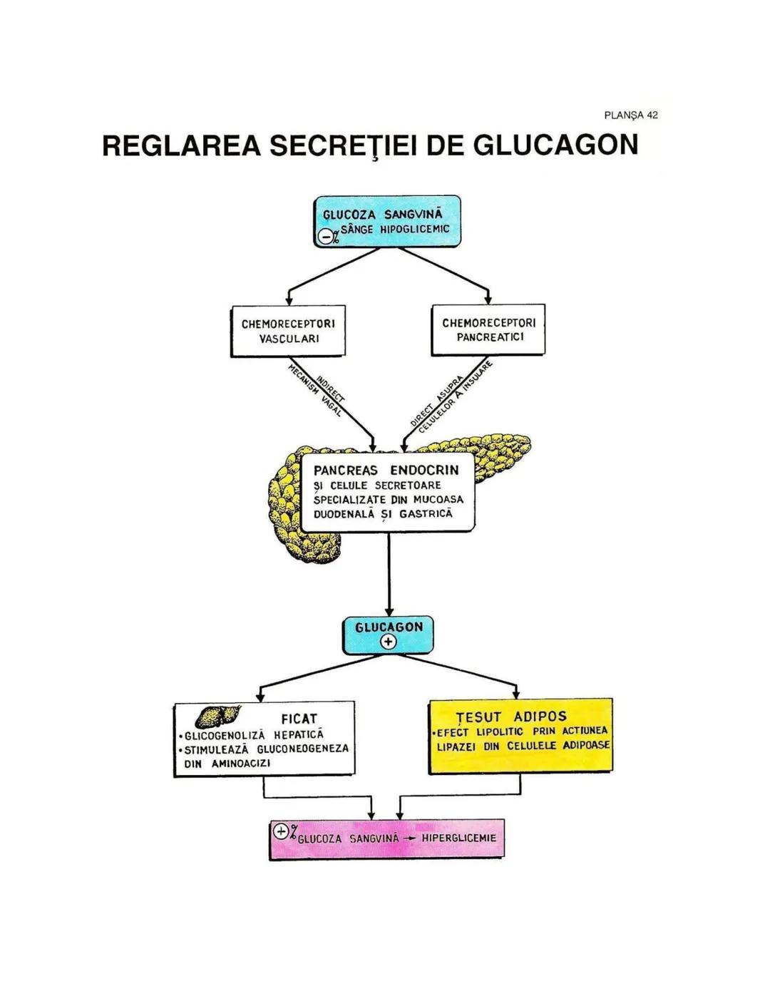 --- OCR Start ---
PLANŞA 28
GLANDELE ENDOCRINE ŞI HORMONII
GLANDA PITUITARĂ (HIPOFIZA)
CHIASMA
OPTICA
HIPOTALAMUS
SISTEMUL
PORT HIPOFIZAR
TR