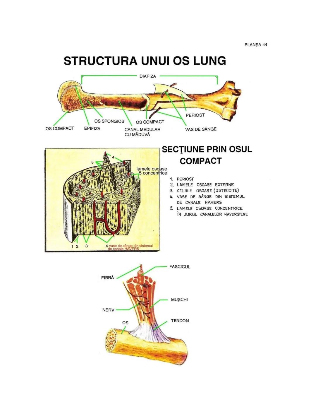 --- OCR Start ---
PLANŞA 28
GLANDELE ENDOCRINE ŞI HORMONII
GLANDA PITUITARĂ (HIPOFIZA)
CHIASMA
OPTICA
HIPOTALAMUS
SISTEMUL
PORT HIPOFIZAR
TR