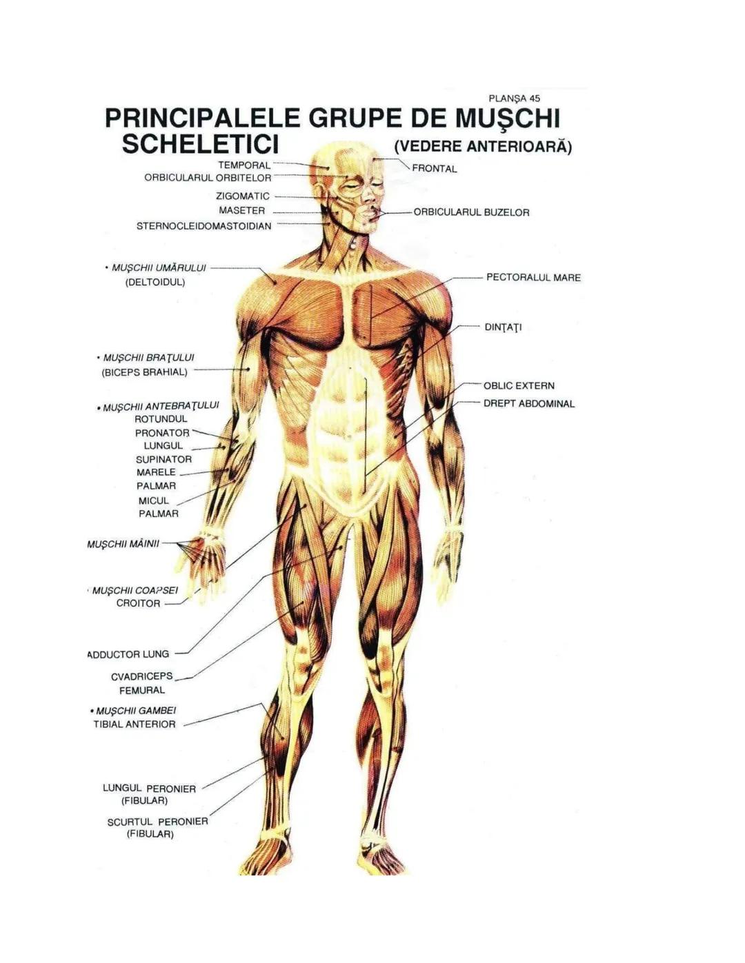 --- OCR Start ---
PLANŞA 28
GLANDELE ENDOCRINE ŞI HORMONII
GLANDA PITUITARĂ (HIPOFIZA)
CHIASMA
OPTICA
HIPOTALAMUS
SISTEMUL
PORT HIPOFIZAR
TR