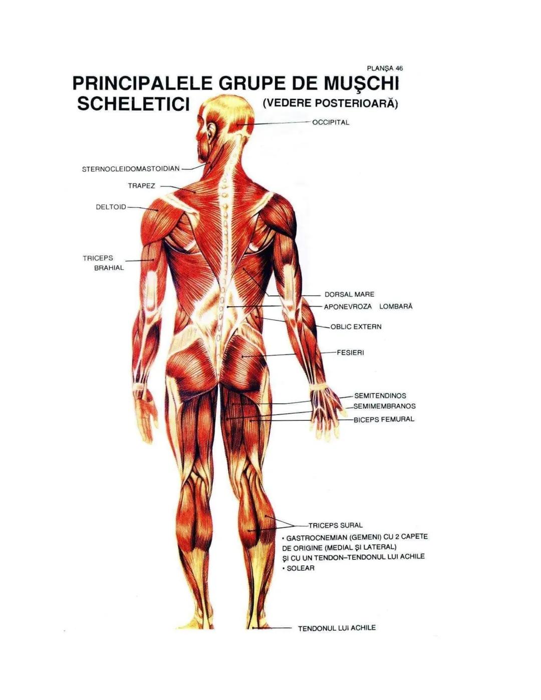 --- OCR Start ---
PLANŞA 28
GLANDELE ENDOCRINE ŞI HORMONII
GLANDA PITUITARĂ (HIPOFIZA)
CHIASMA
OPTICA
HIPOTALAMUS
SISTEMUL
PORT HIPOFIZAR
TR